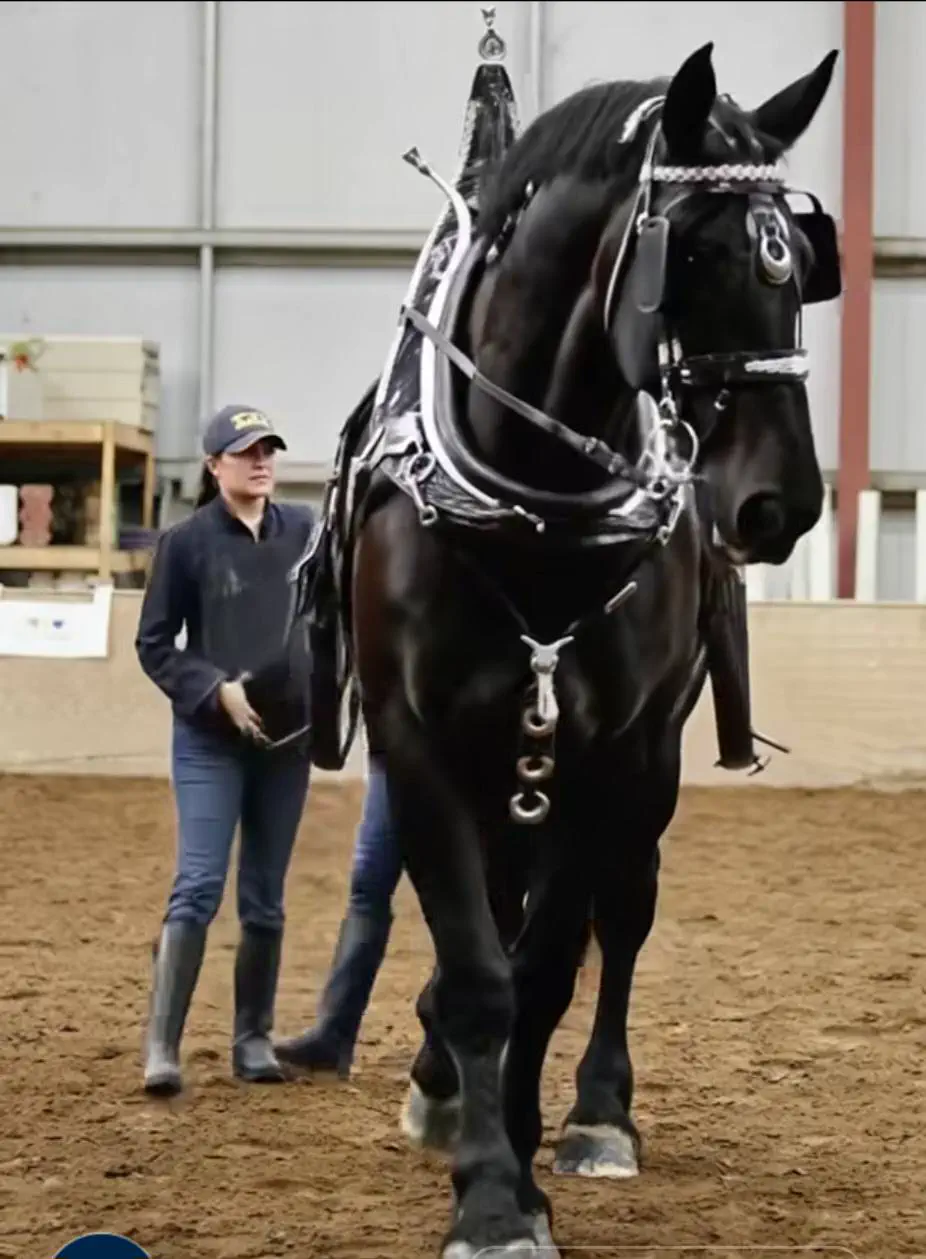 10 Outrageously Huge Oddities You Never Knew Existed! đđŸ 21 Absolute Units of a 19.2 hand Percheron