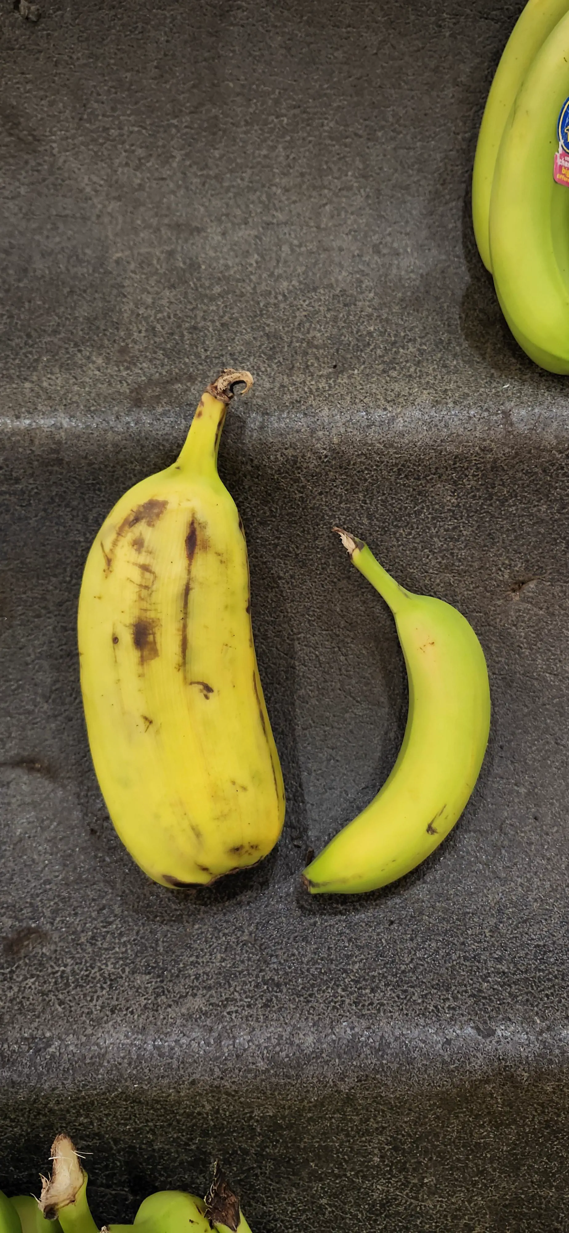 10 Mind-Blowing Oddities Redefining Size Expectations! đ 22 Absolute Units of a banana - banana for scale