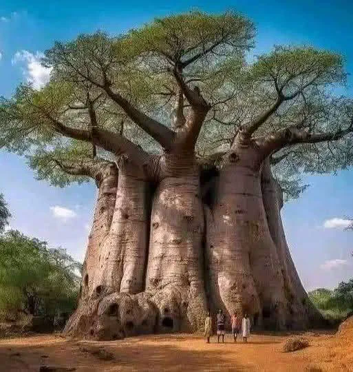 12 Amazing Absolute Units That Redefine Perceptions! đŸ 23 Absolute Units of a Baobab