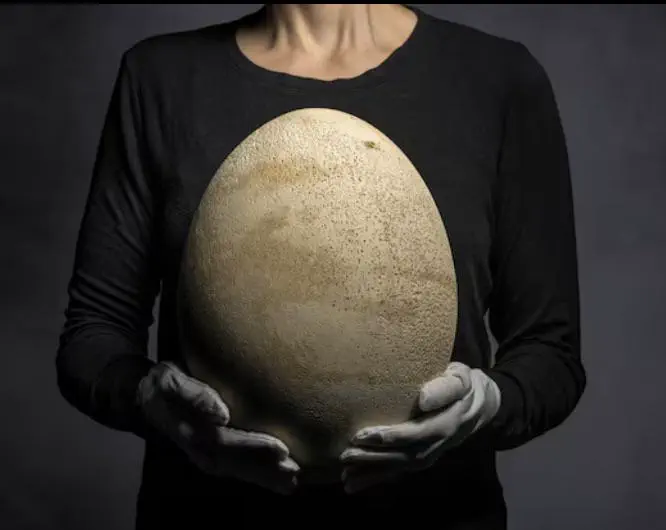 16 Jaw-Dropping Oddities That Defy Size Expectations! đ€Żđ 31 Absolute Units of a birdâs egg.