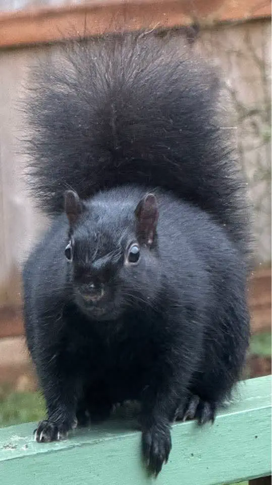 16 Jaw-Dropping Oddities That Defy Size Expectations! đ€Żđ 22 Absolute Units of a black squirrel