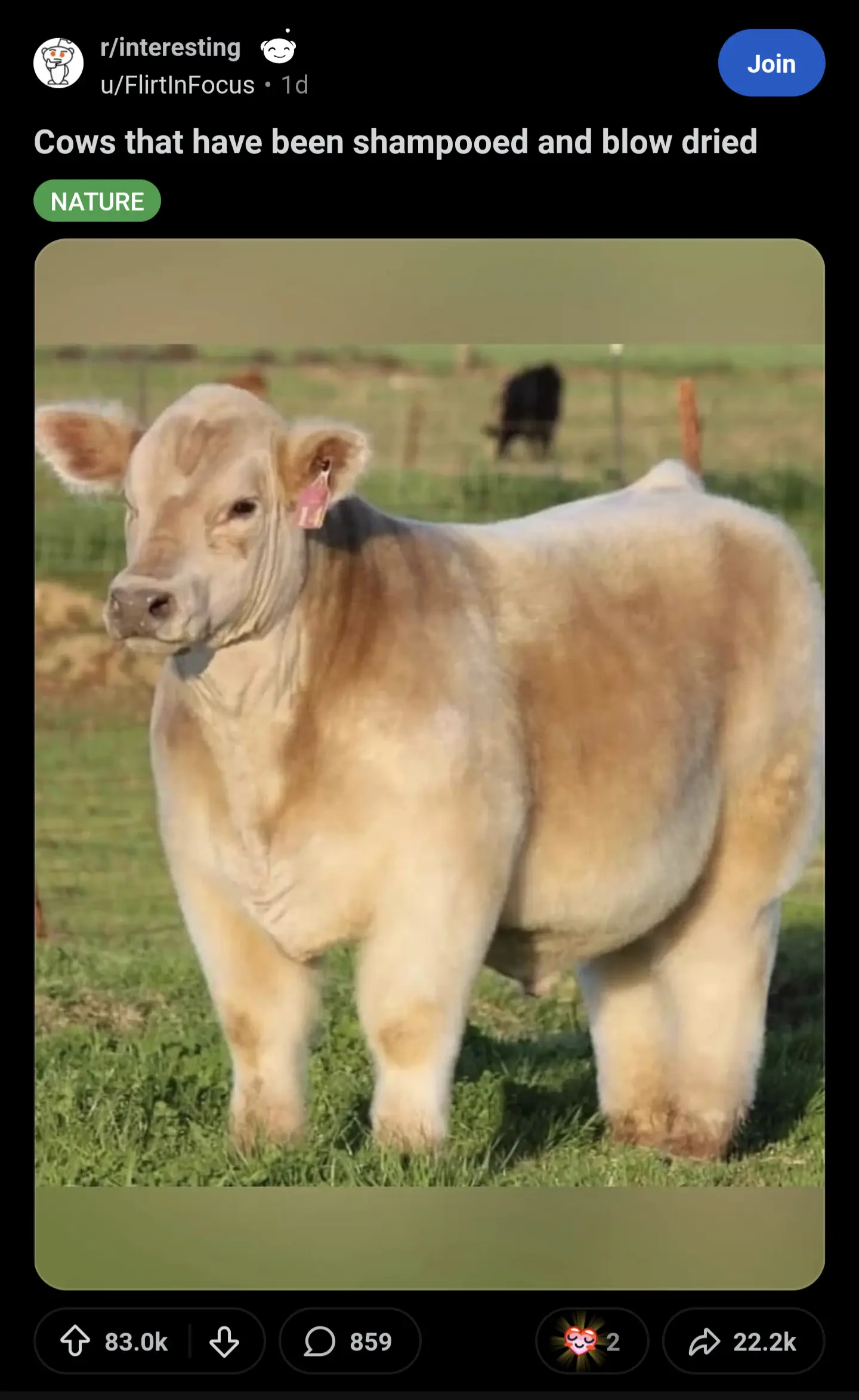 12 Amazing Absolute Units That Redefine Perceptions! đŸ 16 Absolute Units of a blow-dried cow.