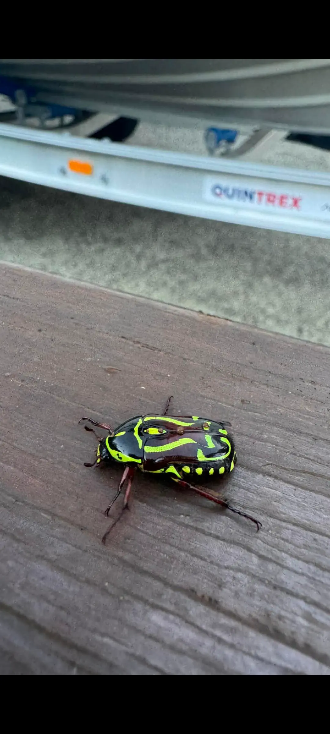 13 Astonishing Absolute Units That Will Blow Your Mind! 🌍🤯 16 Absolute Units of a bug my friend in Australia sent me