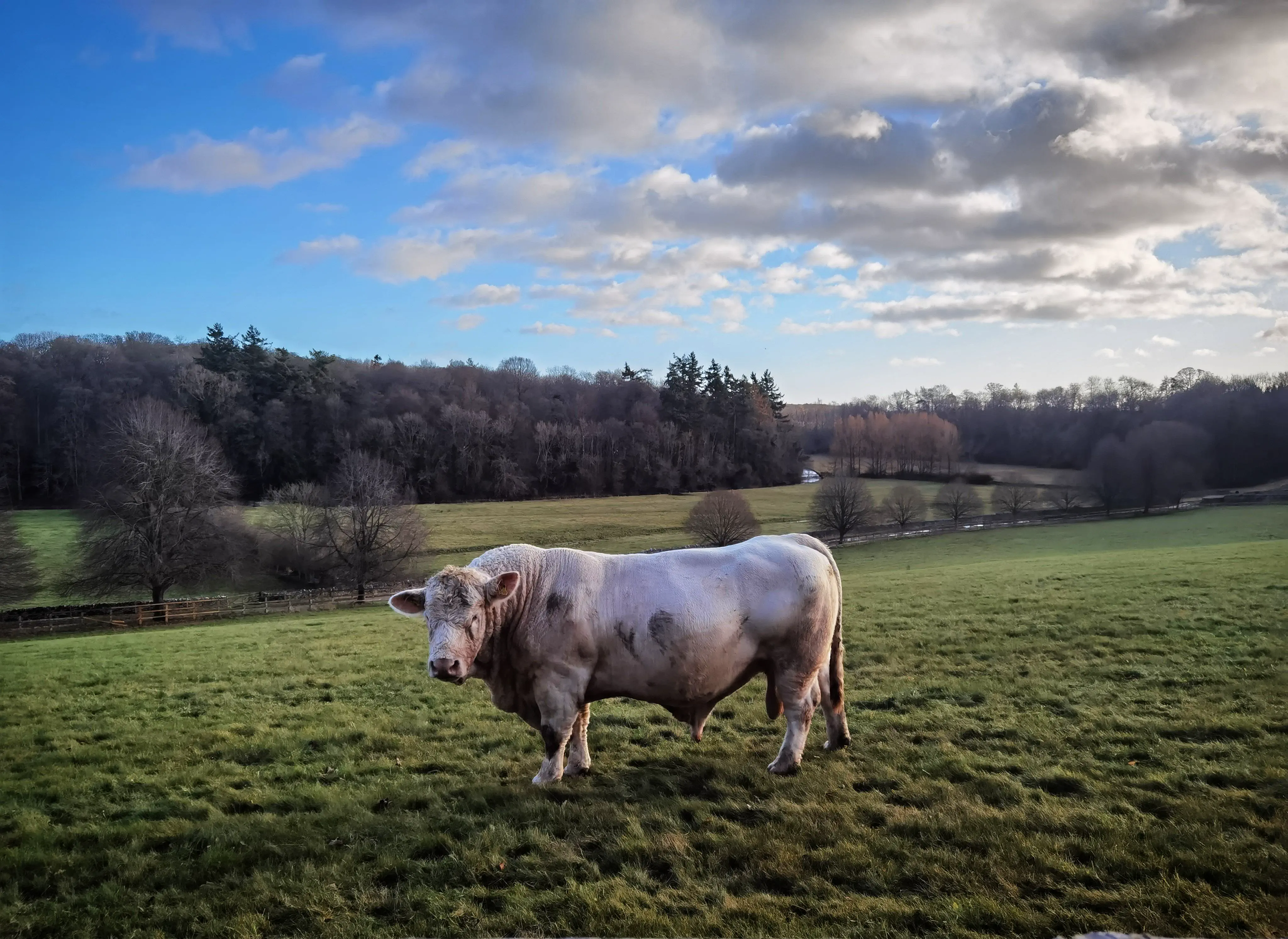 10 Unbelievable Oddities That Redefine 'Massive'! đ„đ 18 Absolute Units of a bull