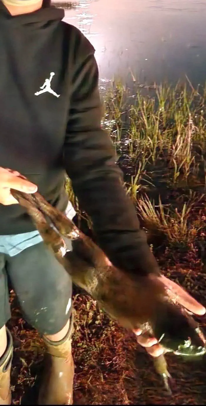 12 Amazing Absolute Units That Redefine Perceptions! đŸ 17 Absolute Units of a bullfrogâs butt