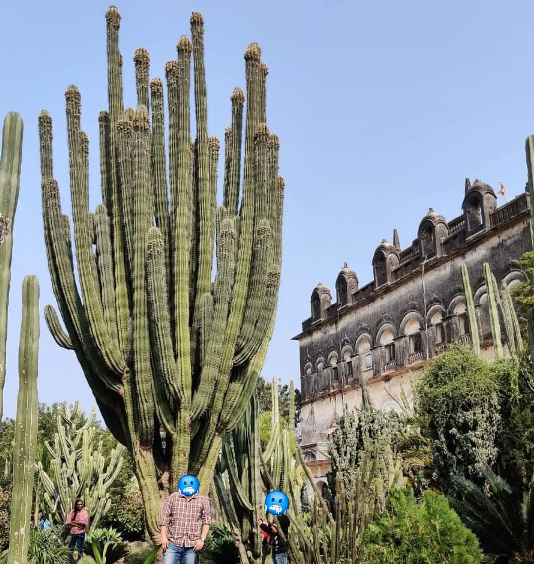13 Astonishing Absolute Units That Will Blow Your Mind! 🌍🤯 18 Absolute Units of a Cactus Plant 🌵