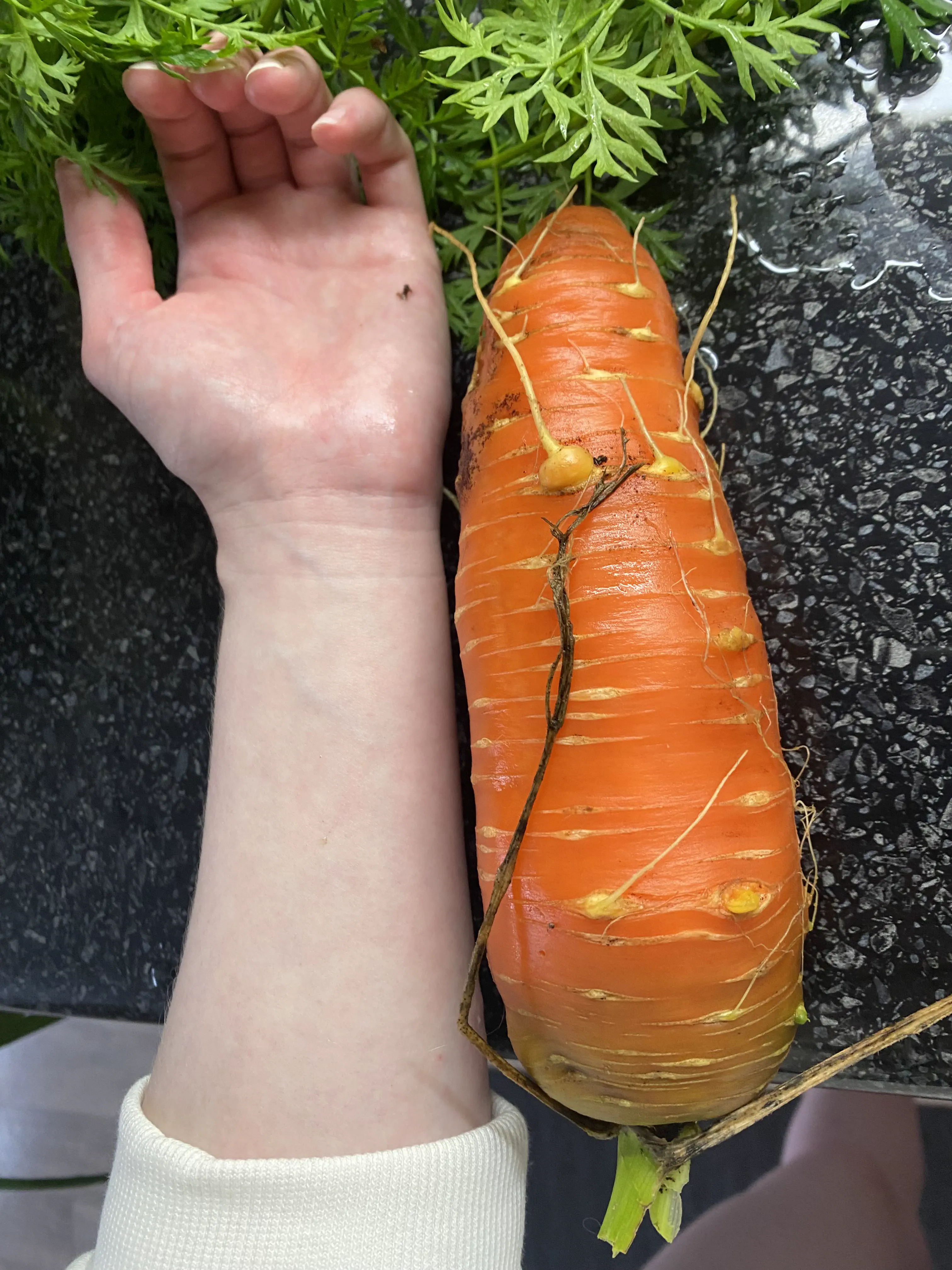 Dive into 7 Iconic Absolute Units That Define 'Massive'! 🦙✨ 13 Absolute Units of a carrot