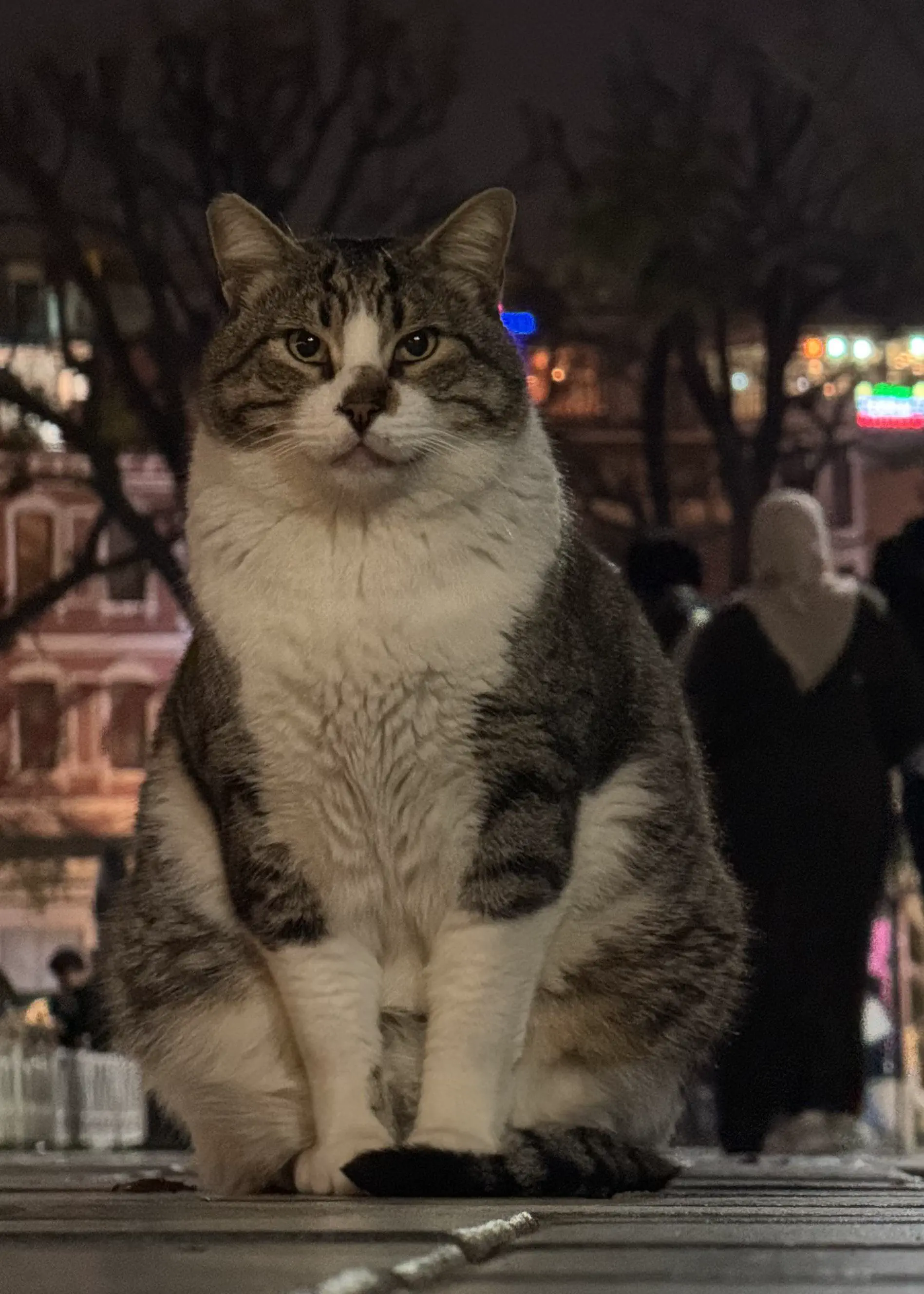 12 Jaw-Dropping Absolute Units That Will Challenge You! 🌍🤯 19 Absolute Units of a cat