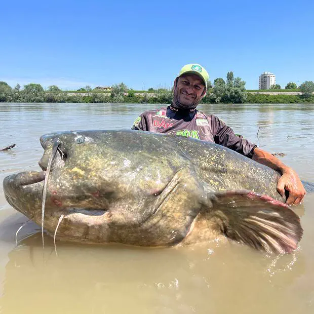 9 Incredible Absolute Units Transforming Size Expectations! đ„ 12 Absolute Units of a catfish