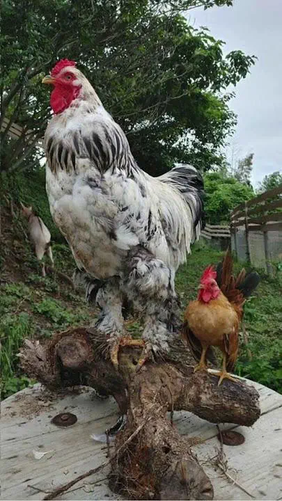 12 Astonishing Units That Will Redefine Your Perspective! đ 20 Absolute Units of a cock
