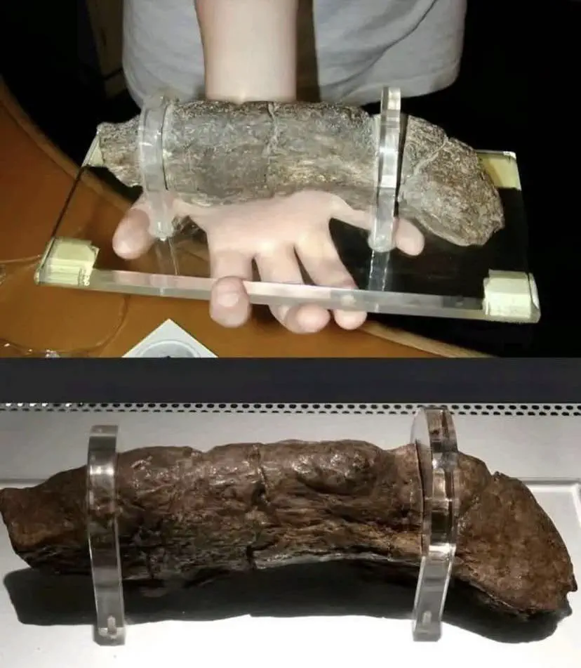 13 Astonishing Absolute Units That Will Blow Your Mind! 🌍🤯 27 Absolute Units of a doody ( Worlds largest known Human Coprolite (fossilized poop), left by a Viking and measuring 20cm (8in))