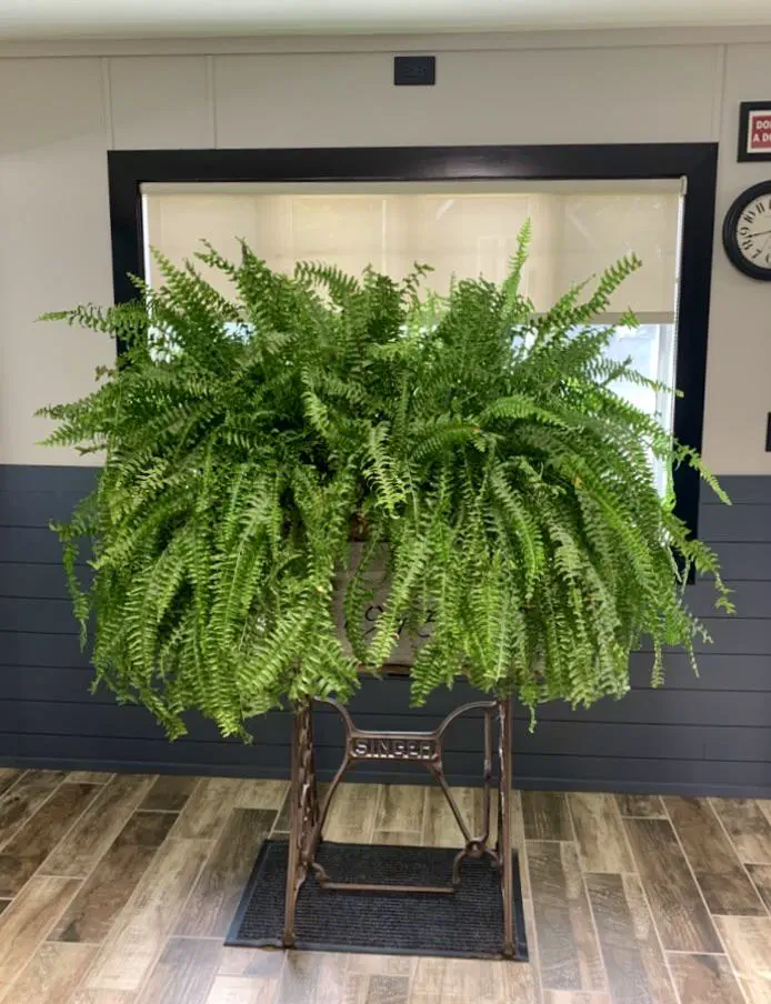 Discover 8 Spectacular Giants You Won't Believe Exist! đ 14 Absolute Units of a fern at my hairdresserâs. I think his name is Mr. Fern. heâs 40+ years old