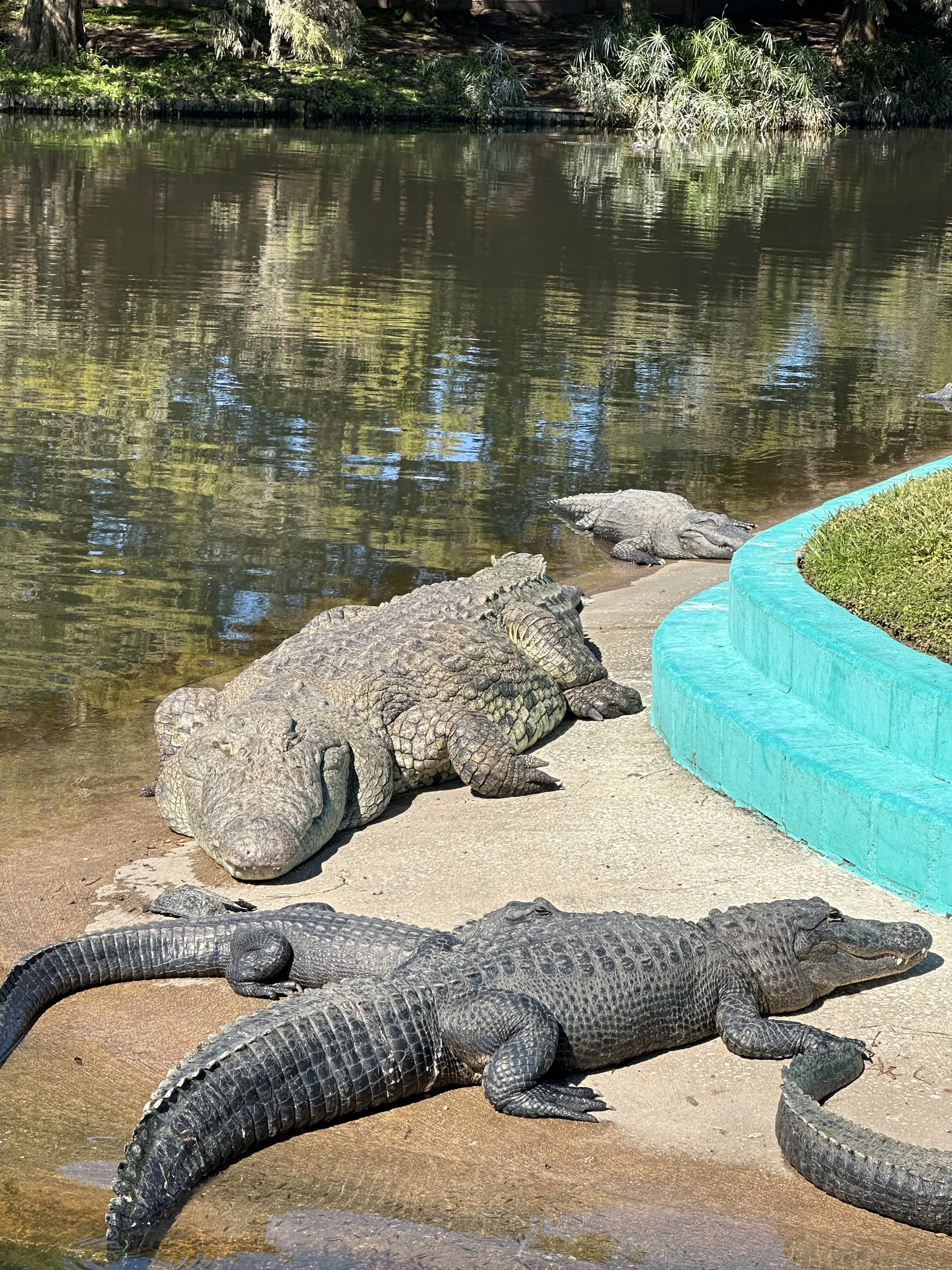 10 Mind-Blowing Oddities Redefining Size Expectations! đ 19 Absolute Units of a gator