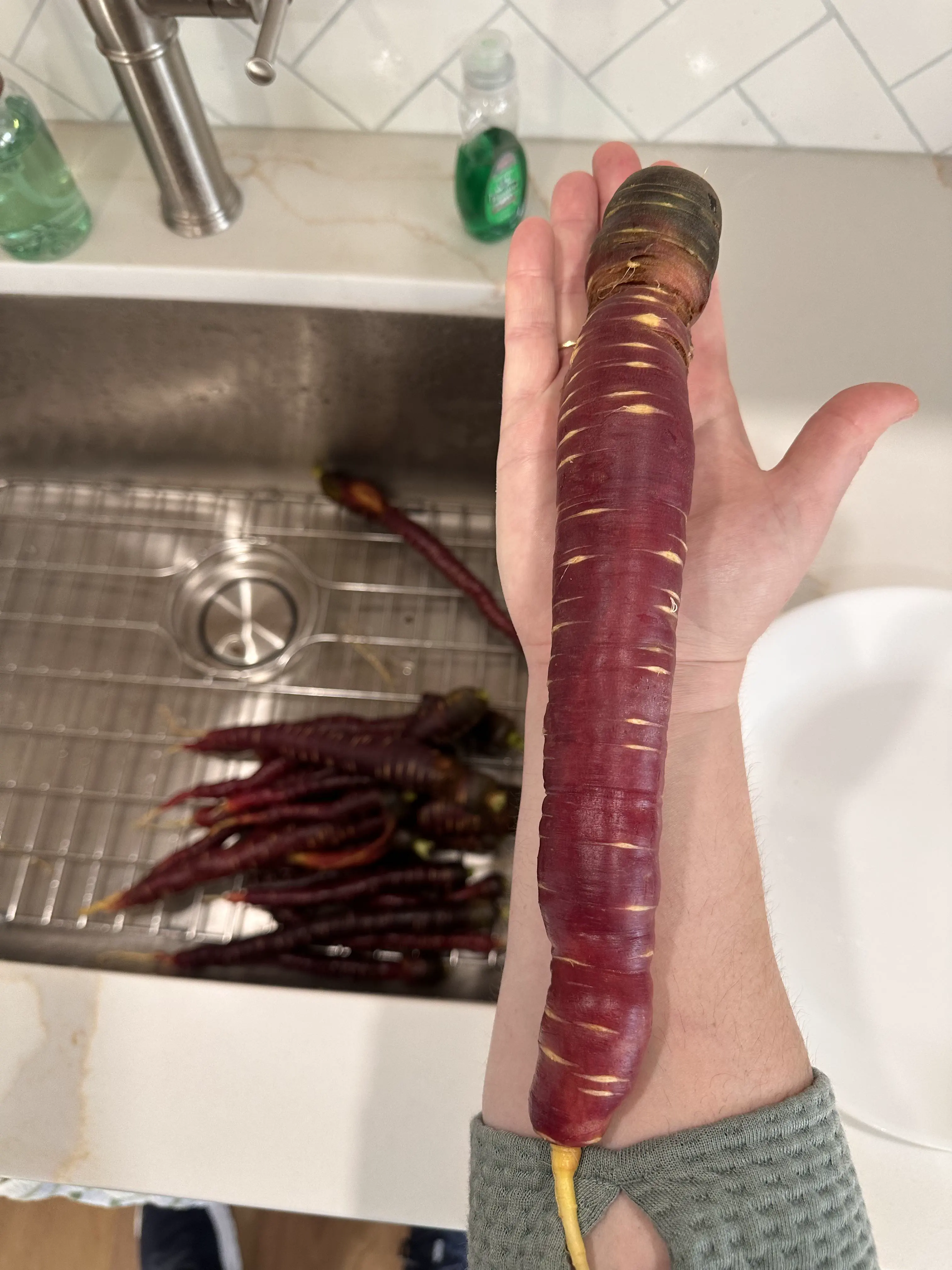 10 Unbelievable Oddities That Redefine 'Massive'! đ„đ 16 Absolute Units of a homegrown carrot đ„