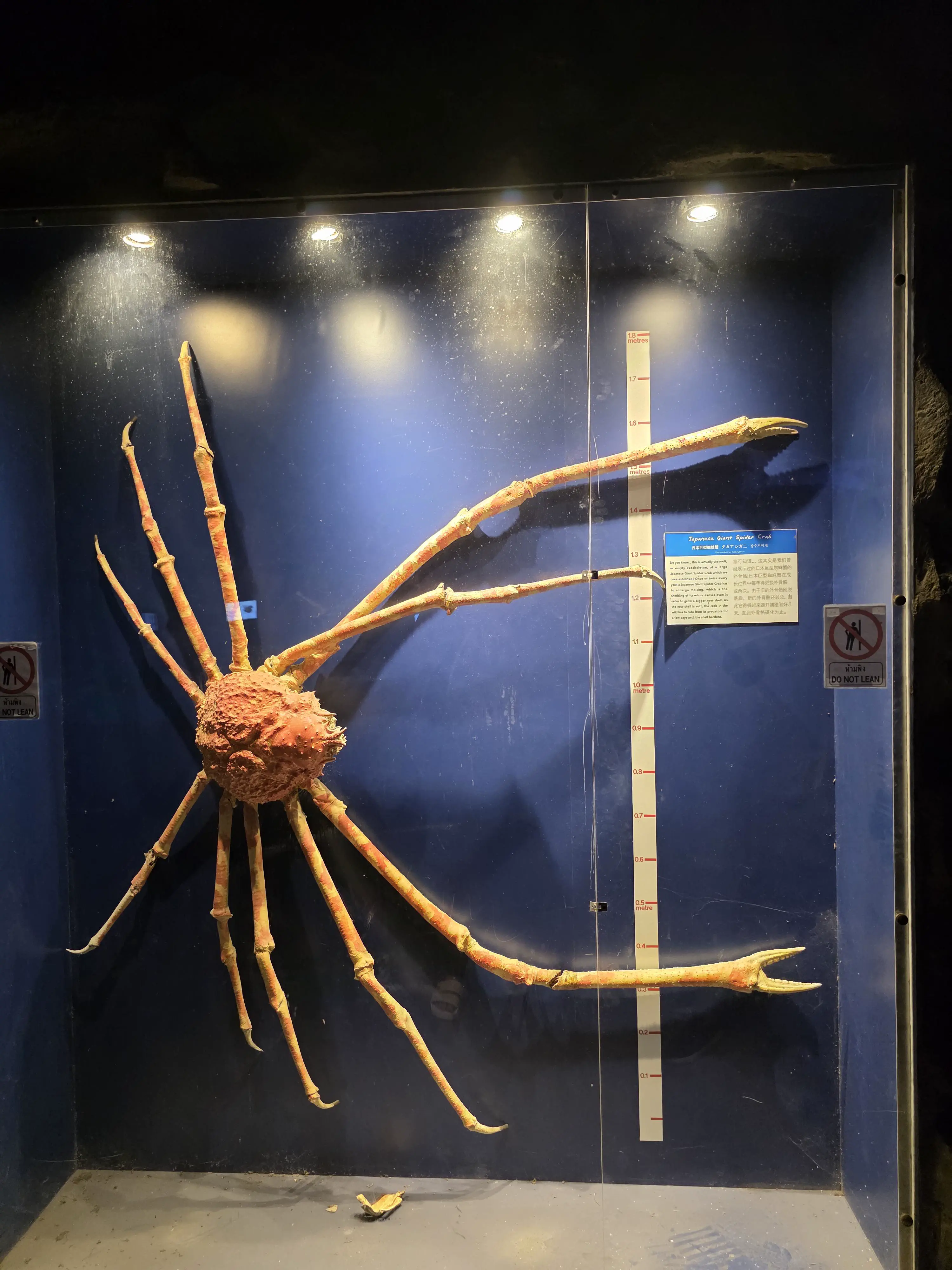 Absolute Units of a Japanese Giant Spider Crab's molt(empty exoskeleton), [reference scale included]