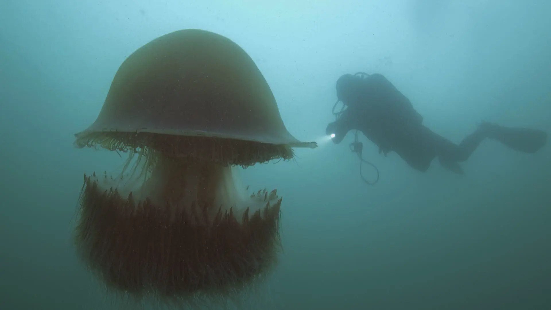 12 Jaw-Dropping Absolute Units That Will Challenge You! 🌍🤯 24 Absolute Units of a jellyfish