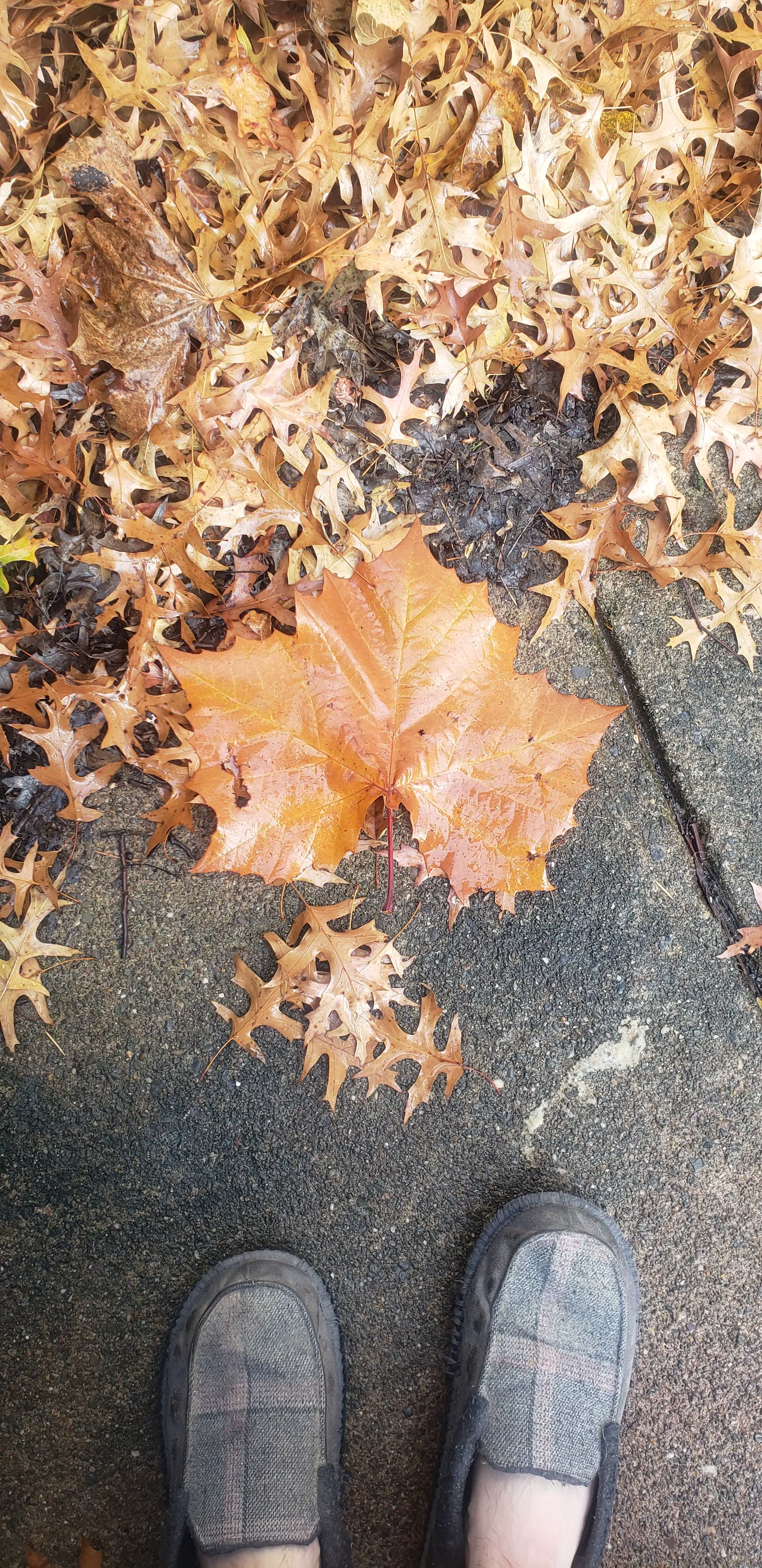 10 Mind-Blowing Oddities Redefining Size Expectations! đ 14 Absolute Units of a leaf I found outside
