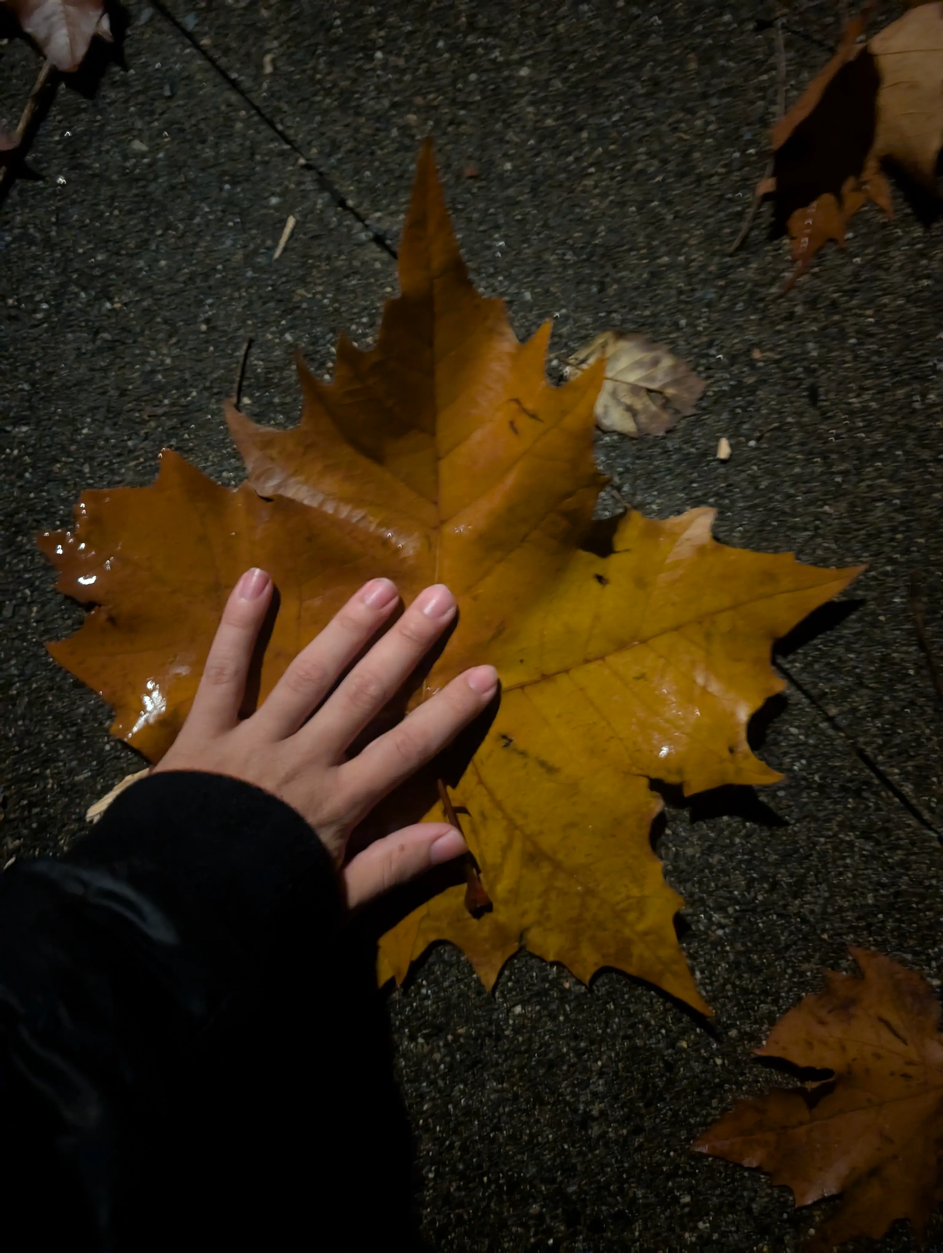13 Astonishing Absolute Units That Will Blow Your Mind! 🌍🤯 20 Absolute Units of a leaf