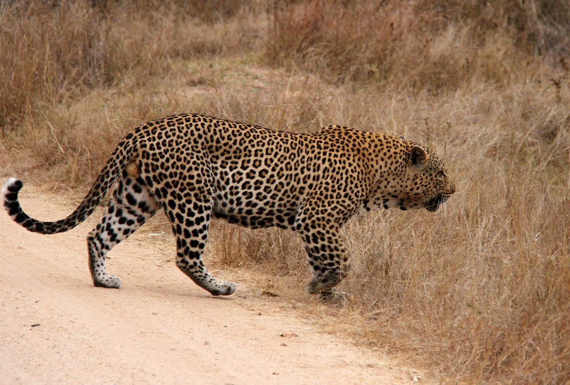 12 Astonishing Units That Will Redefine Your Perspective! đ 25 Absolute Units of a leopard