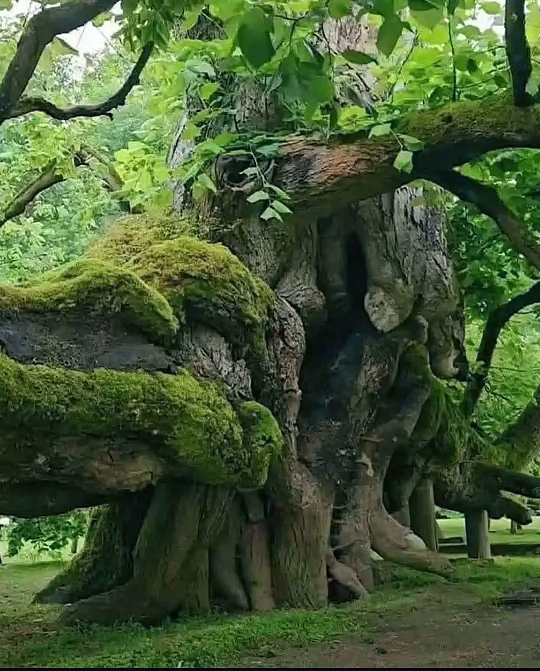 10 Monstrous Oddities That Will Change How You Visualize Size! đ€Żđ 22 Absolute Units of a Linden tree