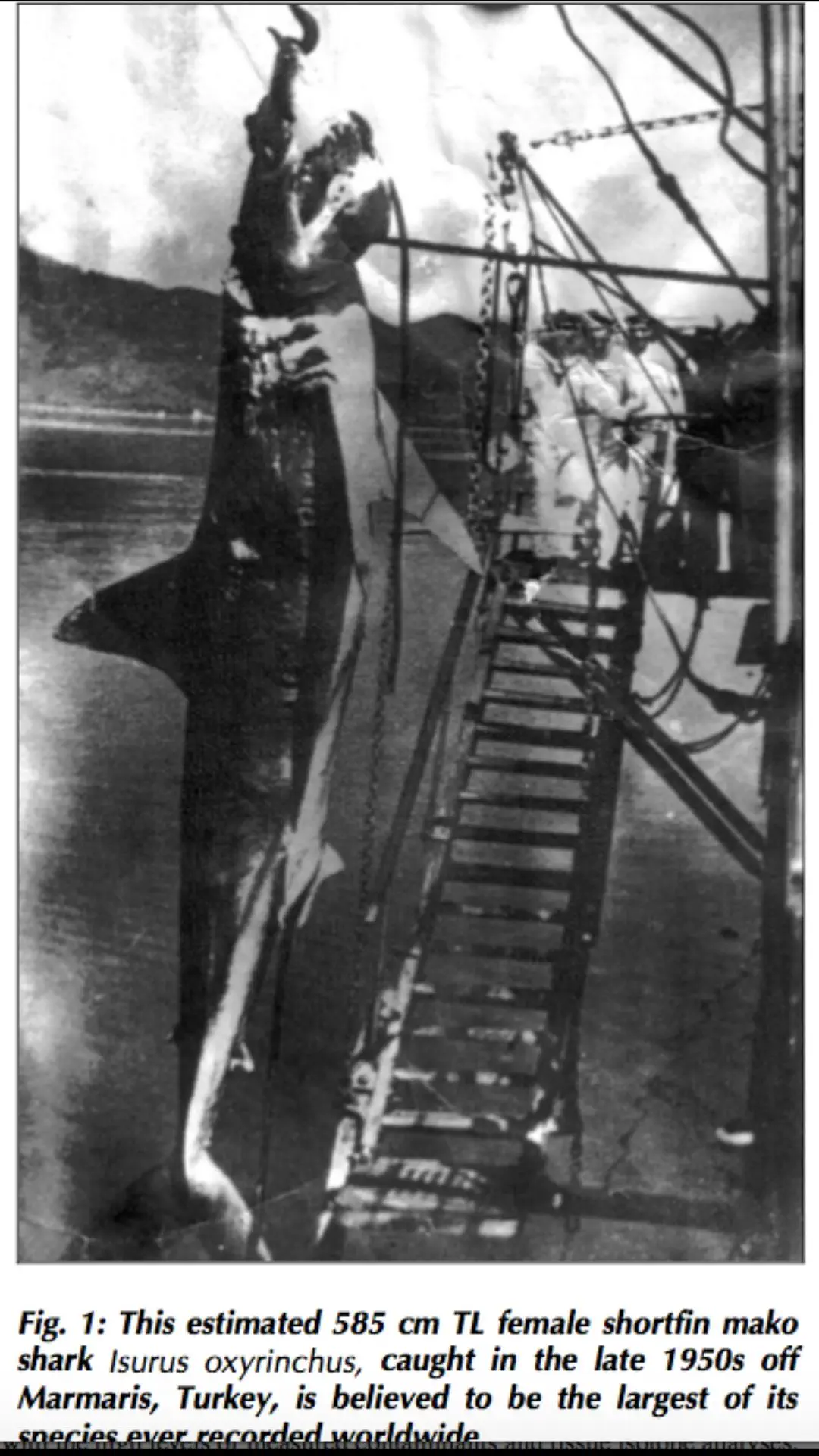 12 Jaw-Dropping Absolute Units That Will Challenge You! 🌍🤯 18 Absolute Units of a mako