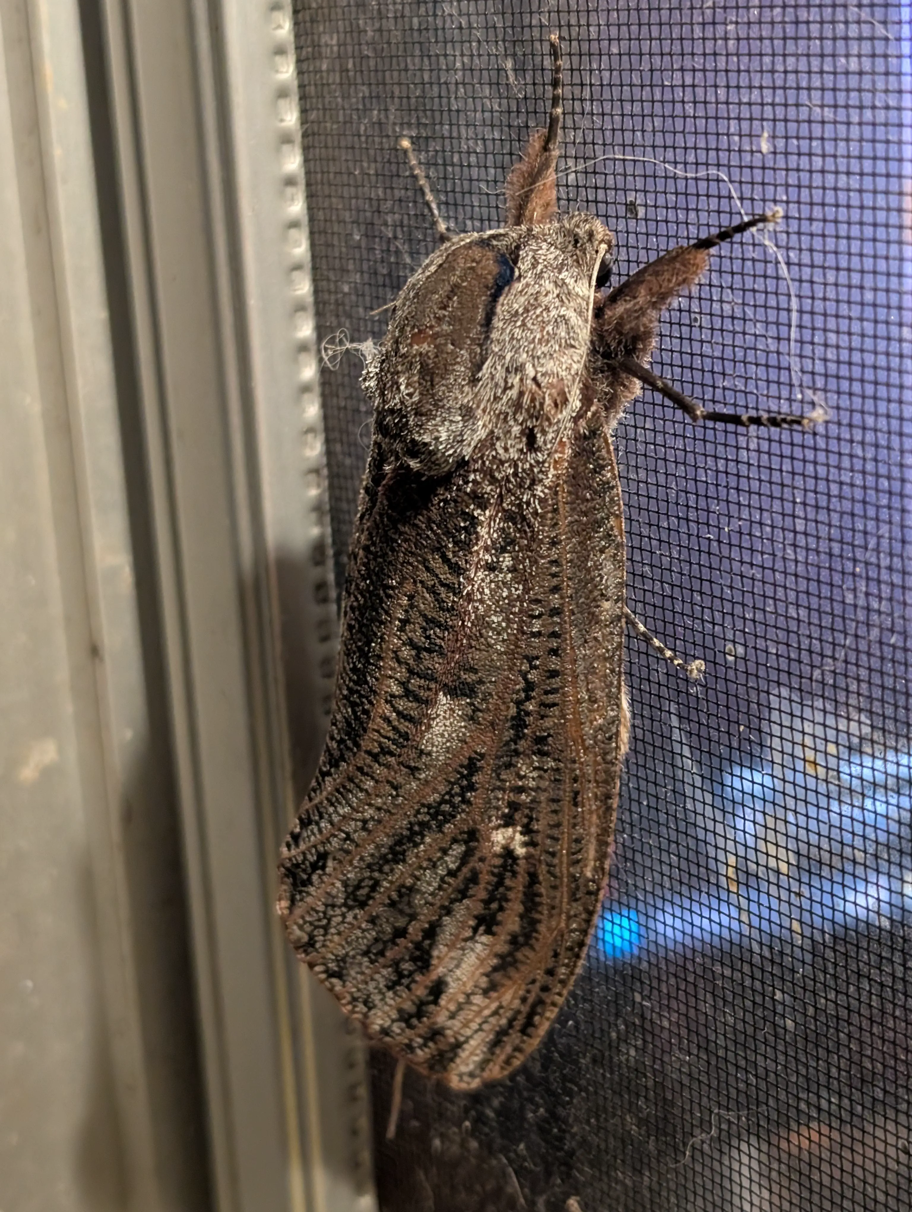 10 Mind-Blowing Oddities Redefining Size Expectations! đ 24 Absolute Units of a moth!