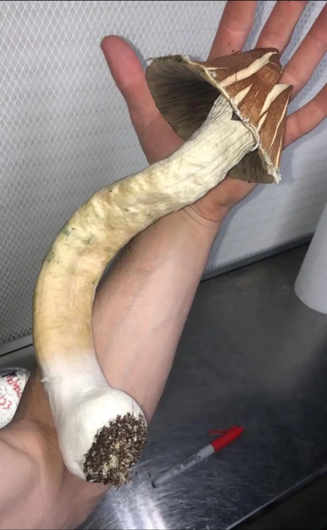 9 Incredible Absolute Units Transforming Size Expectations! đ„ 16 Absolute Units of a mushroom