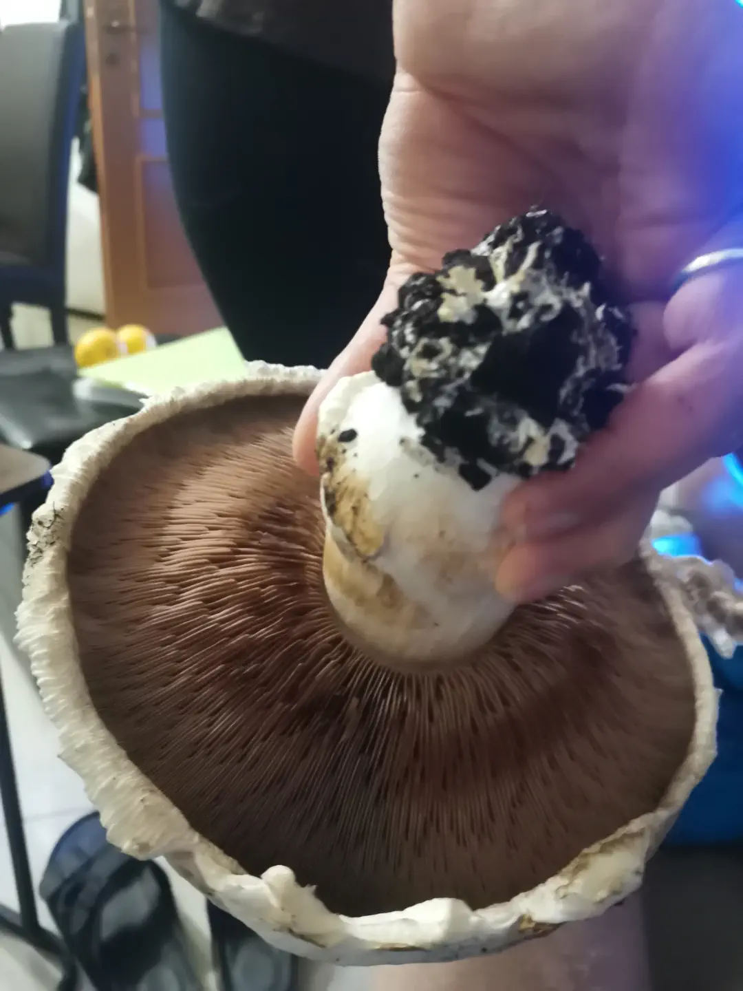 7 Hilariously Massive Oddities That Will Blow Your Mind! đ€Żđ 16 Absolute Units of a mushroom I farmed myself
