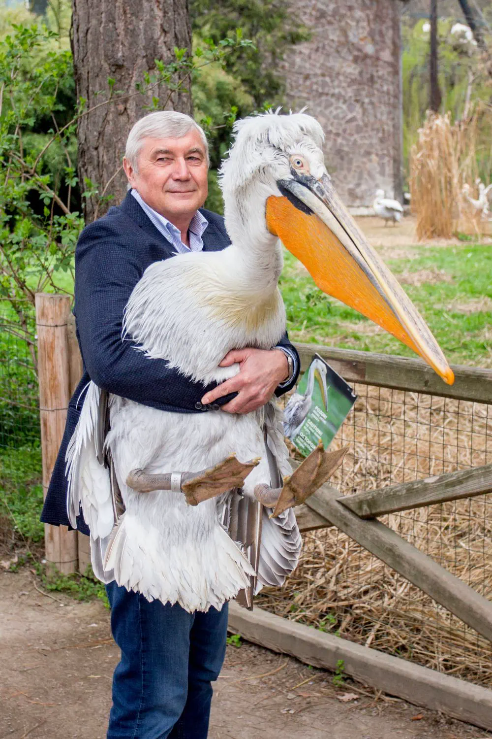 16 Jaw-Dropping Oddities That Defy Size Expectations! đ€Żđ 29 Absolute Units of a pelican