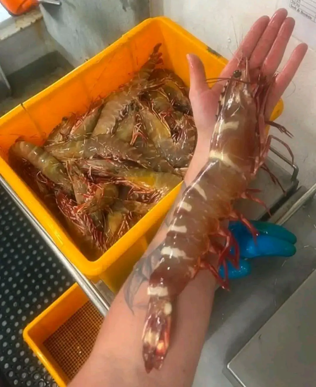 10 Mind-Blowing Oddities Redefining Size Expectations! đ 18 Absolute Units of a prawn