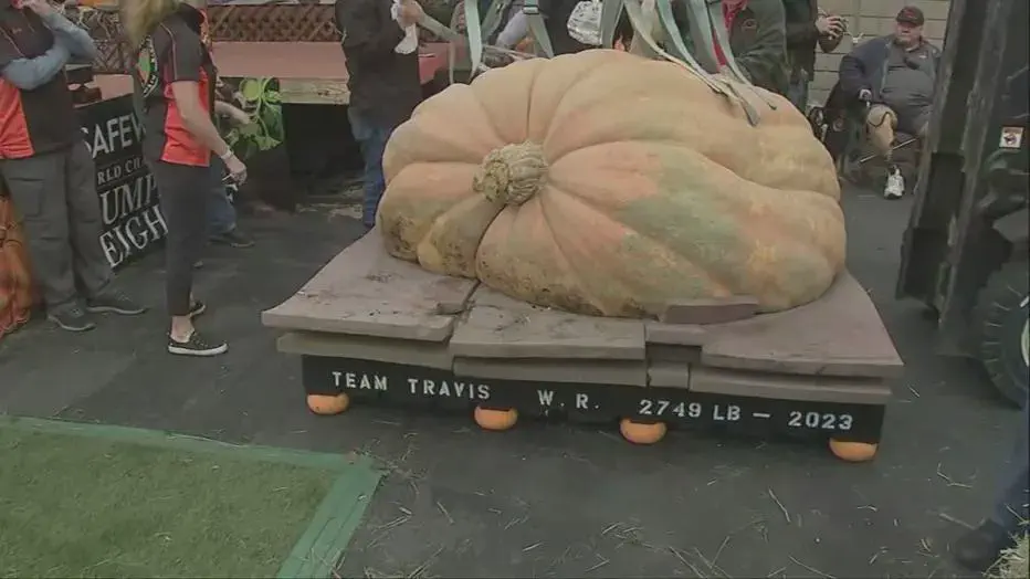 12 Amazing Absolute Units That Redefine Perceptions! đŸ 19 Absolute Units of a pumpkin (2749 lb - 1247kg)