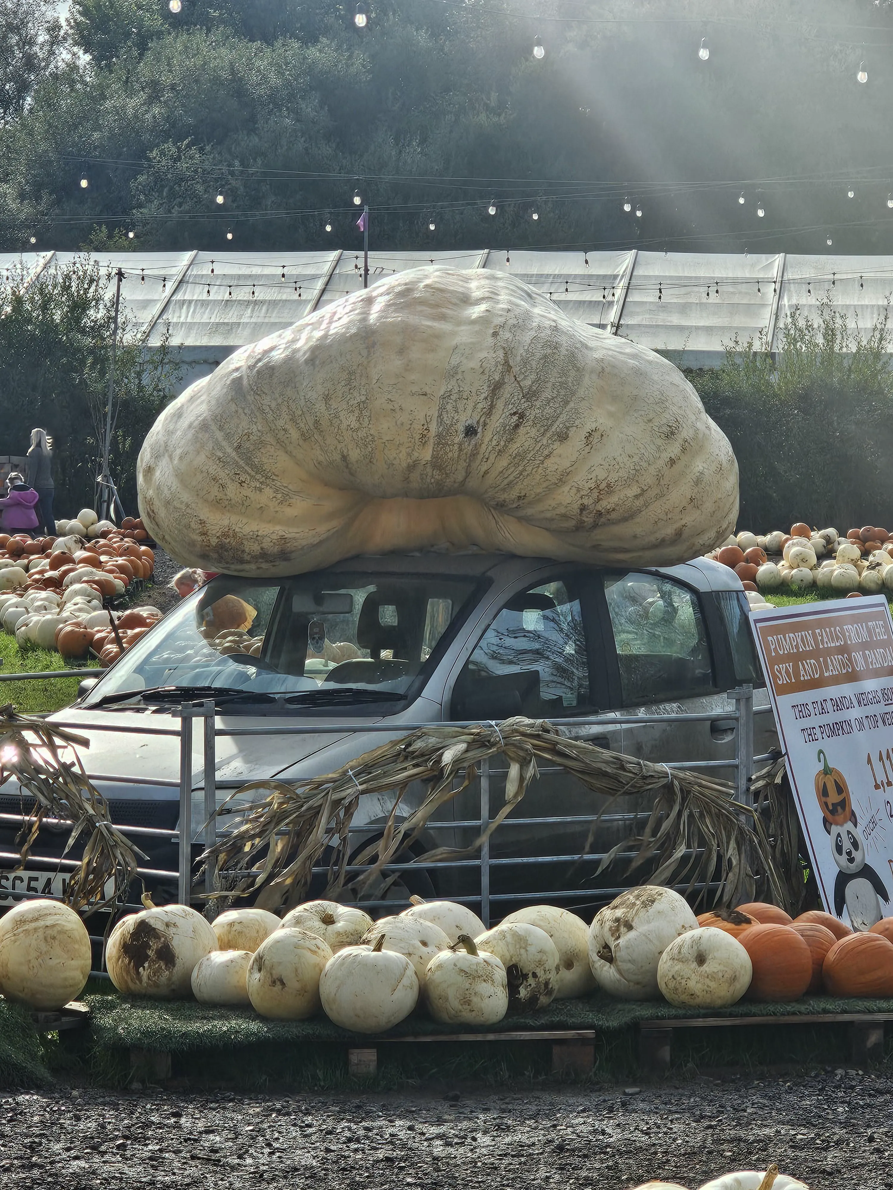 9 Incredible Absolute Units Transforming Size Expectations! đ„ 17 Absolute Units of a pumpkin