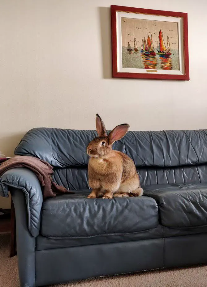 12 Astonishing Units That Will Redefine Your Perspective! đ 18 Absolute Units of a rabbit