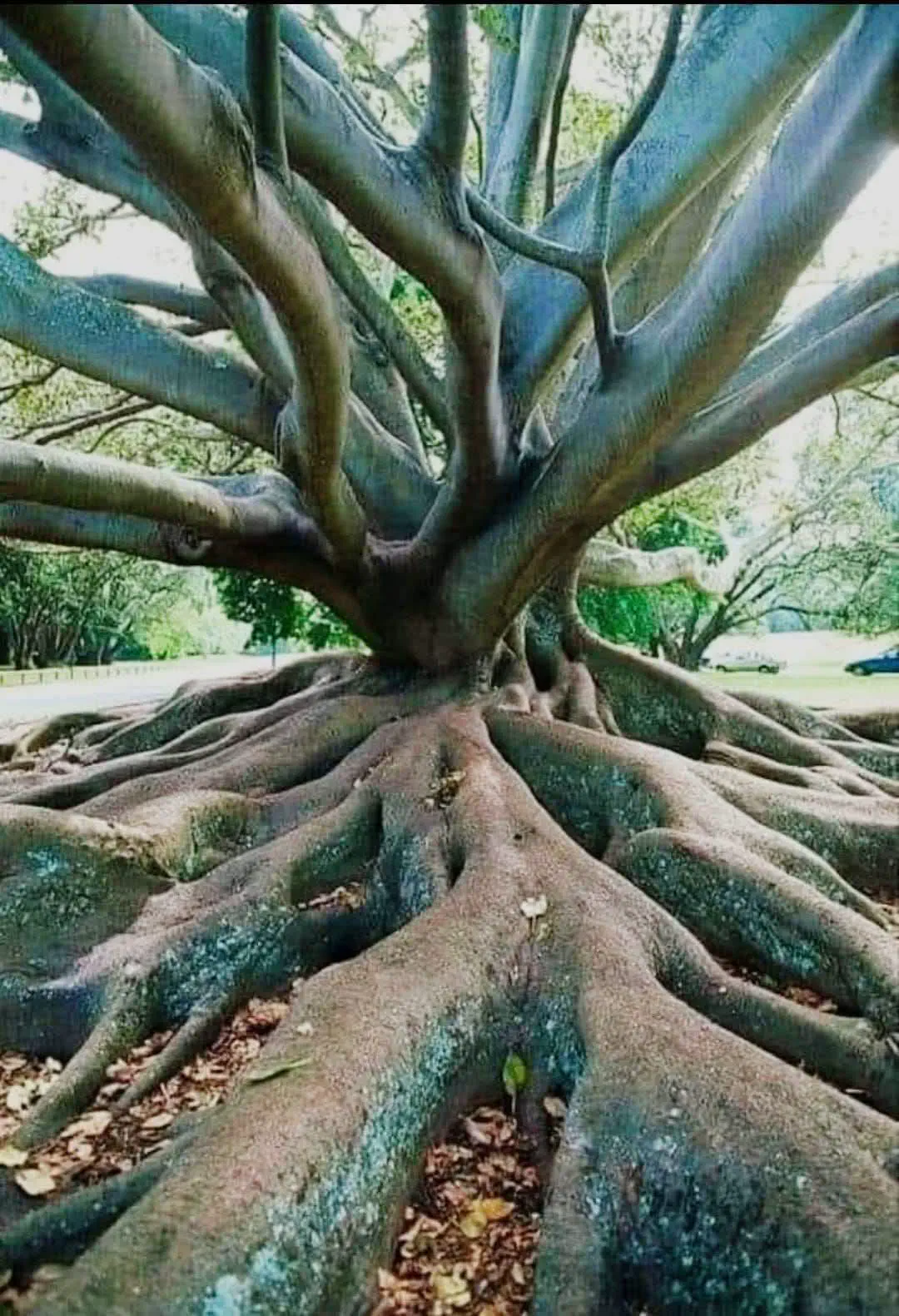 12 Astonishing Units That Will Redefine Your Perspective! đ 21 Absolute Units of a root system