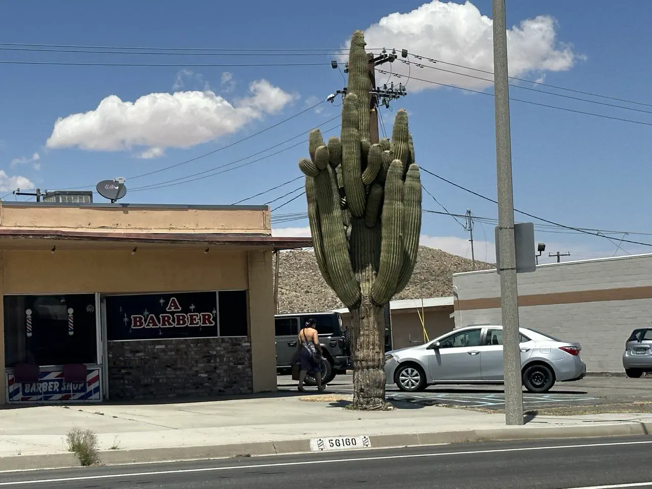 13 Astonishing Absolute Units That Will Blow Your Mind! 🌍🤯 26 Absolute Units of a Saguaro Cactus