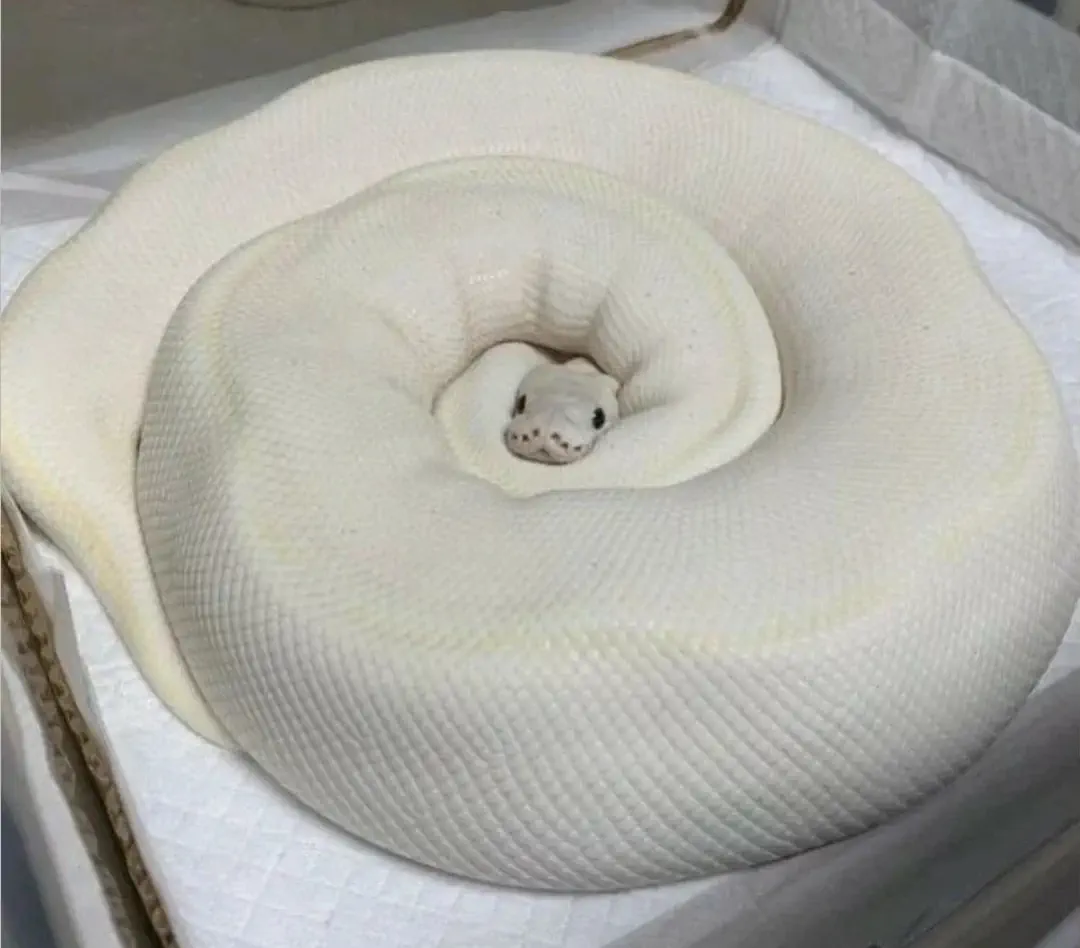 9 Unbelievably Large Oddities That Will Leave You Awestruck! đ 16 Absolute Units of a Snake?