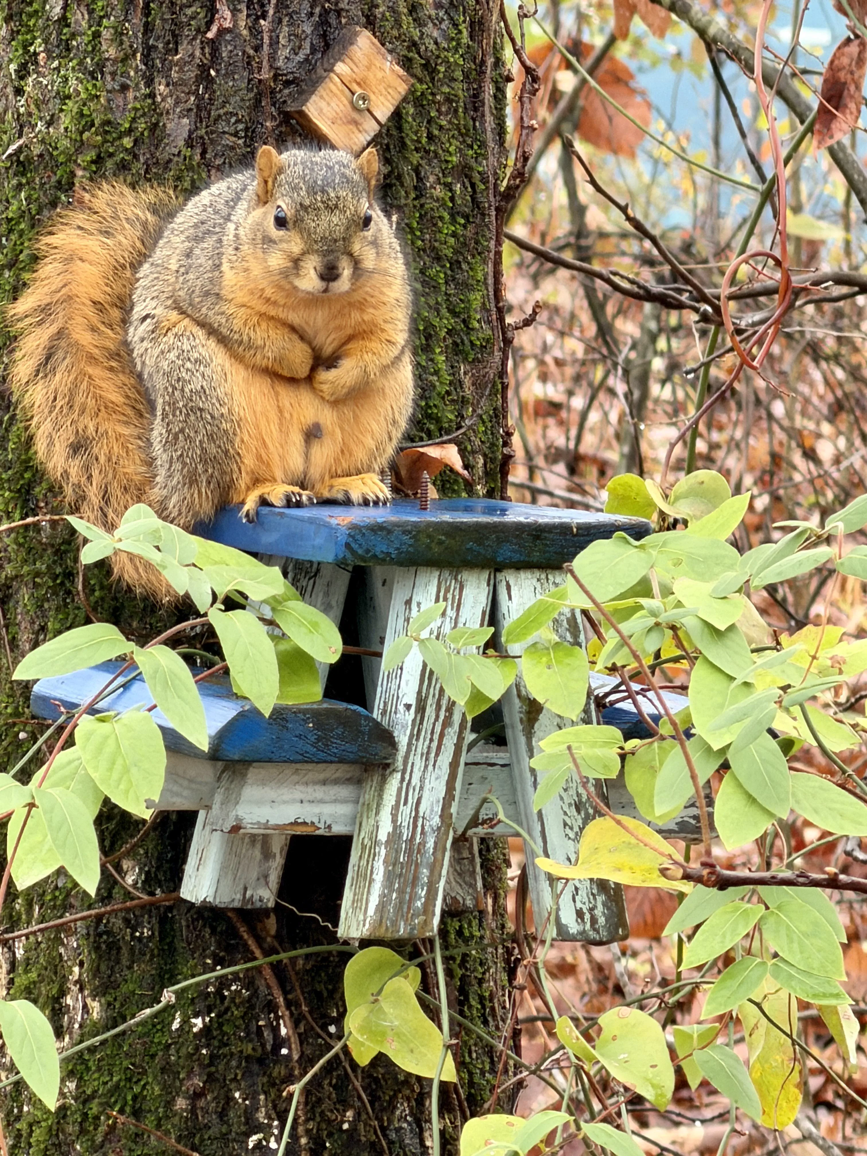 10 Outrageously Huge Oddities You Never Knew Existed! đđŸ 18 Absolute Units of a squirrel.