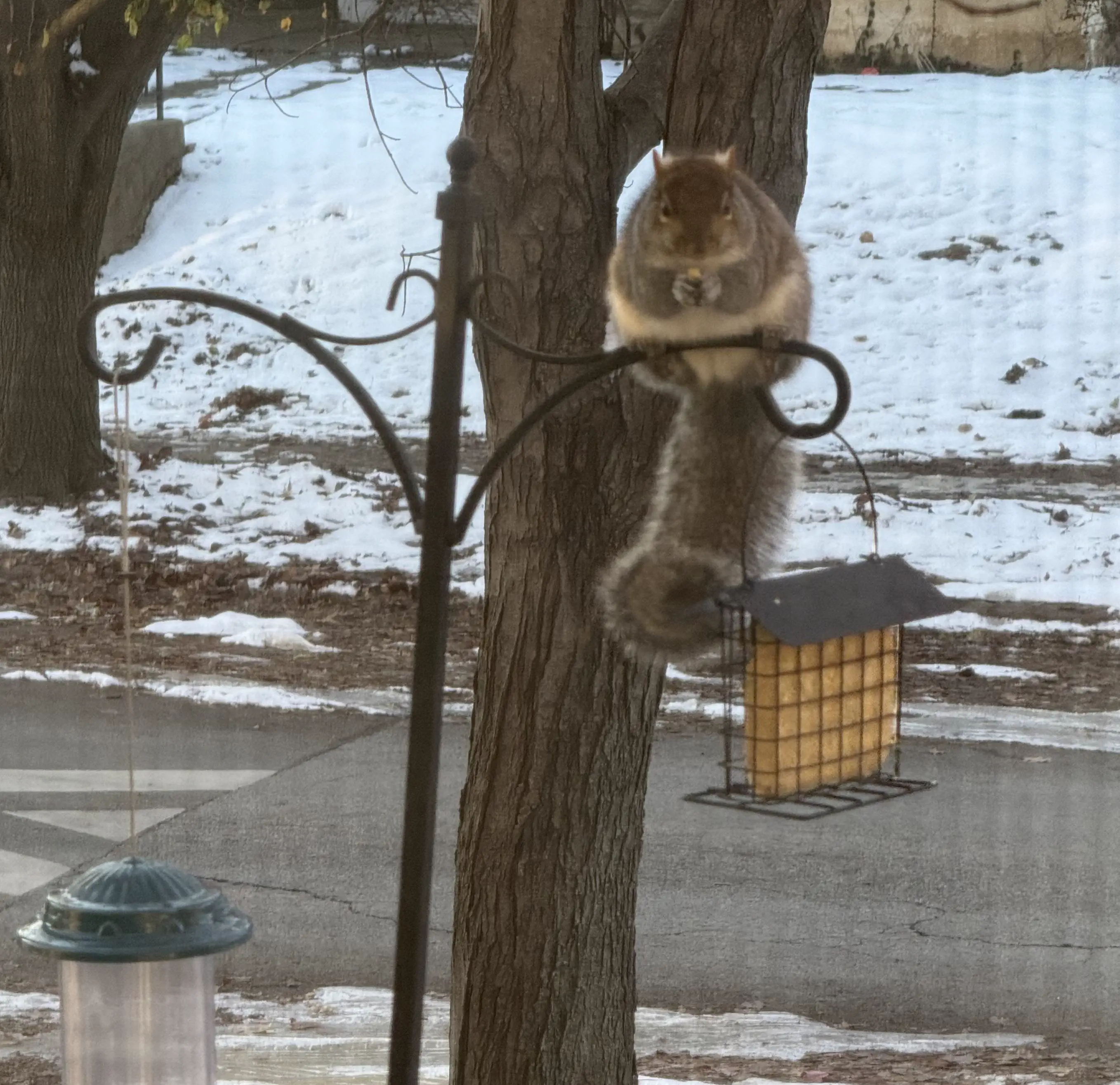 16 Jaw-Dropping Oddities That Defy Size Expectations! đ€Żđ 30 Absolute Units of a squirrel