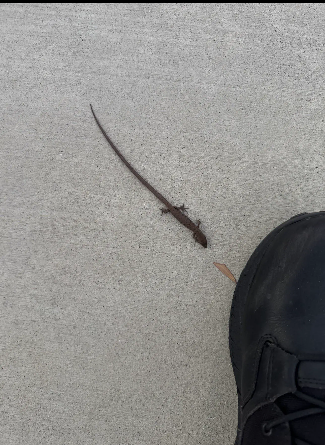 12 Amazing Absolute Units That Redefine Perceptions! đŸ 15 Absolute Units of a tail on an otherwise tiny lizard