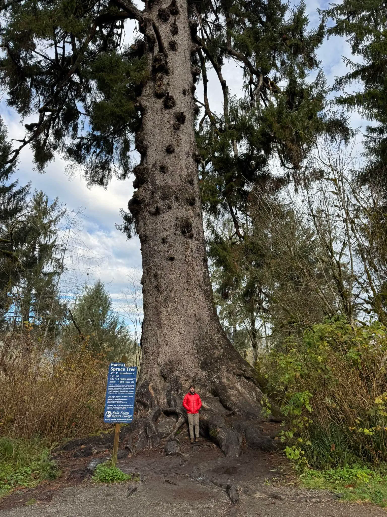 16 Jaw-Dropping Oddities That Defy Size Expectations! đ€Żđ 24 Absolute Units of a tree