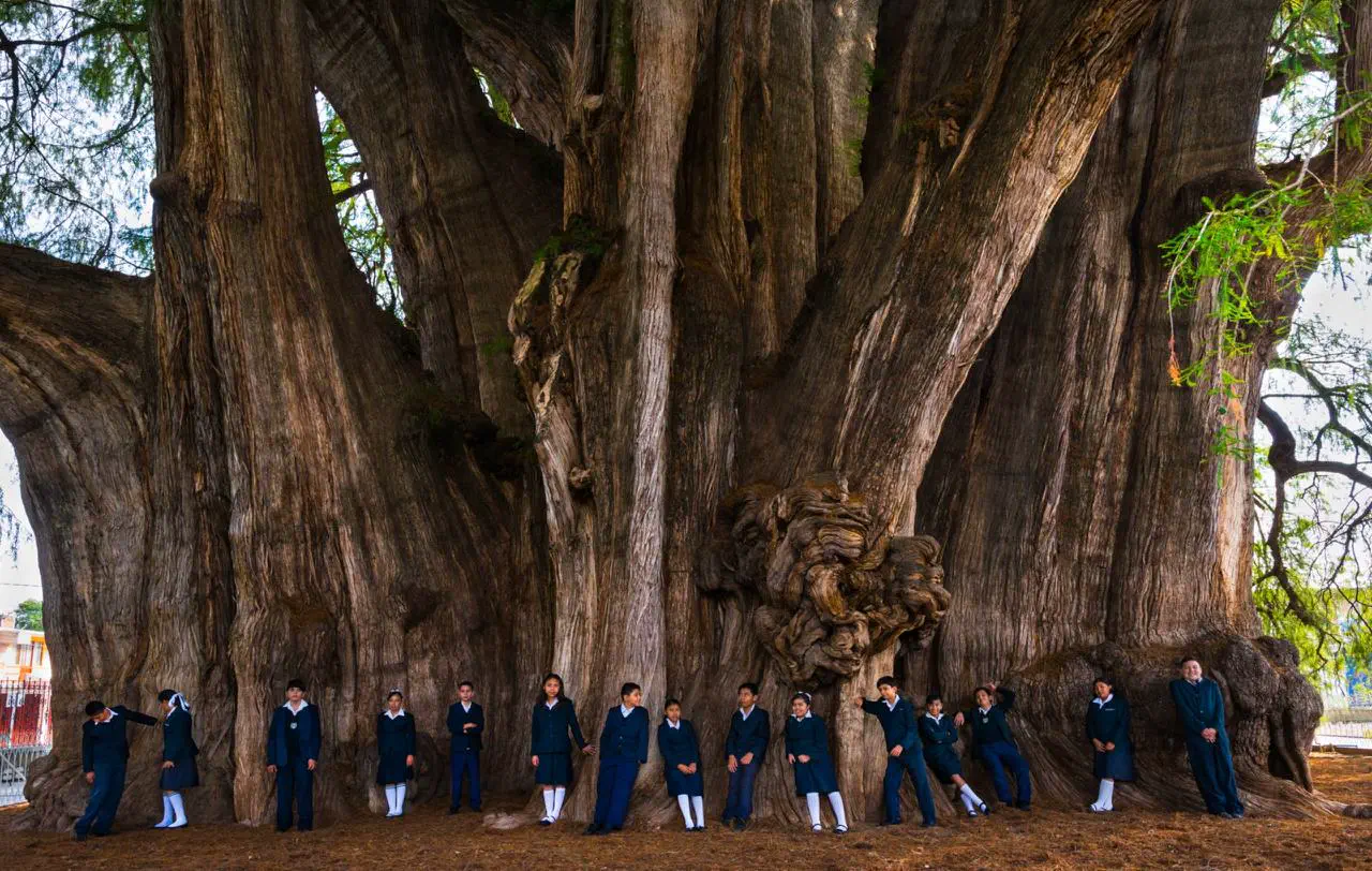 12 Jaw-Dropping Absolute Units That Will Challenge You! 🌍🤯 22 Absolute Units of a tree