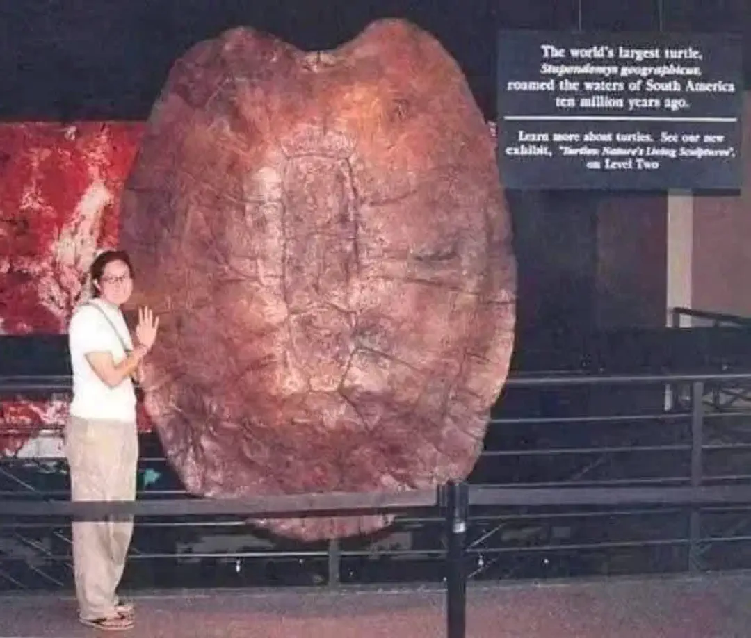 9 Unbelievably Large Oddities That Will Leave You Awestruck! đ 17 Absolute Units of a turtle shell