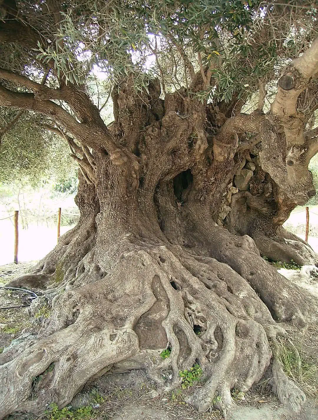 10 Monstrous Oddities That Will Change How You Visualize Size! đ€Żđ 18 Absolute Units of an olive tree in Crete