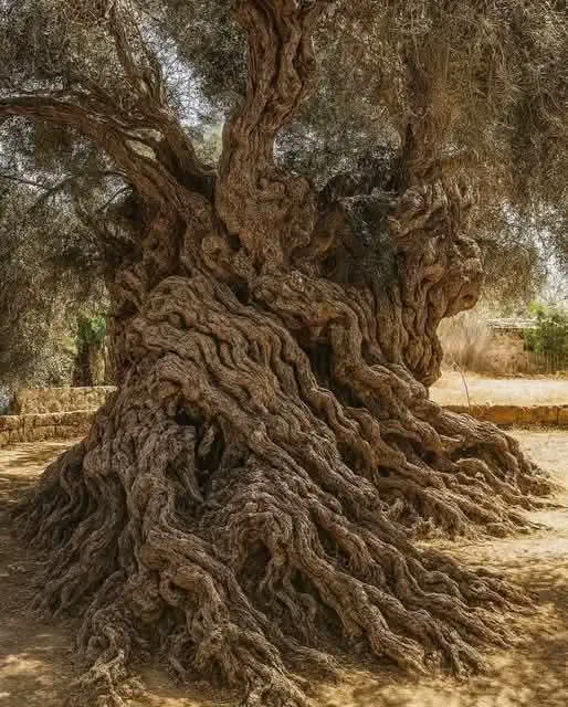16 Jaw-Dropping Oddities That Defy Size Expectations! đ€Żđ 26 Absolute Units of an olive tree