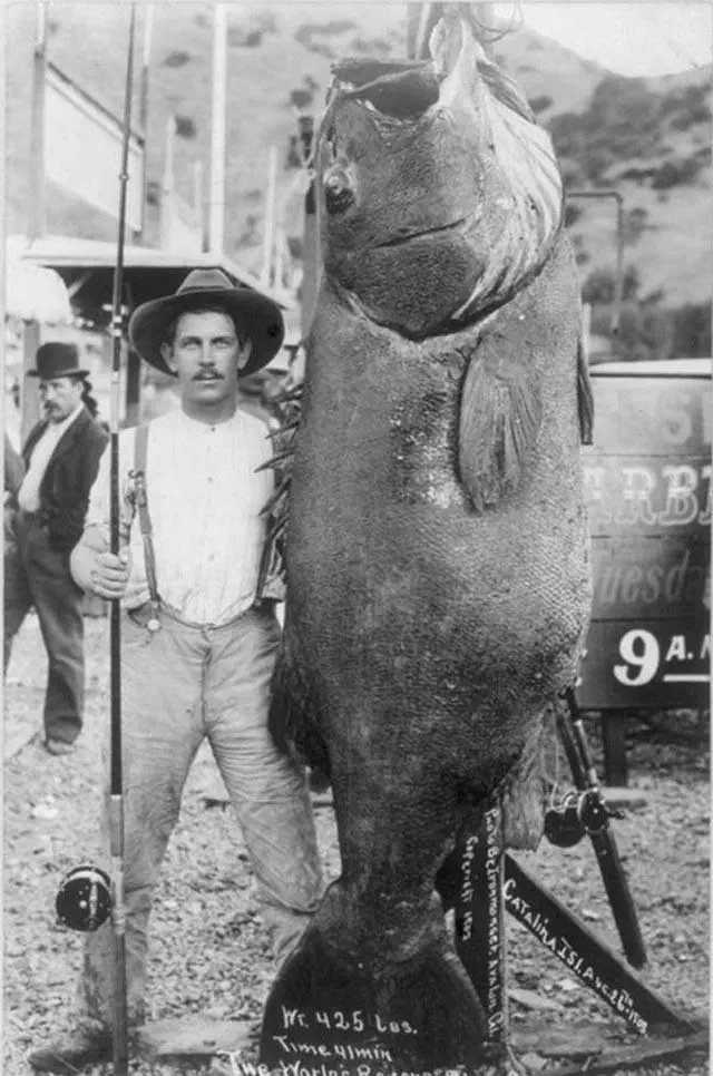 16 Jaw-Dropping Oddities That Defy Size Expectations! đ€Żđ 21 Absolute Units of black sea bass ever caught, by Edward Llewellen(1903)