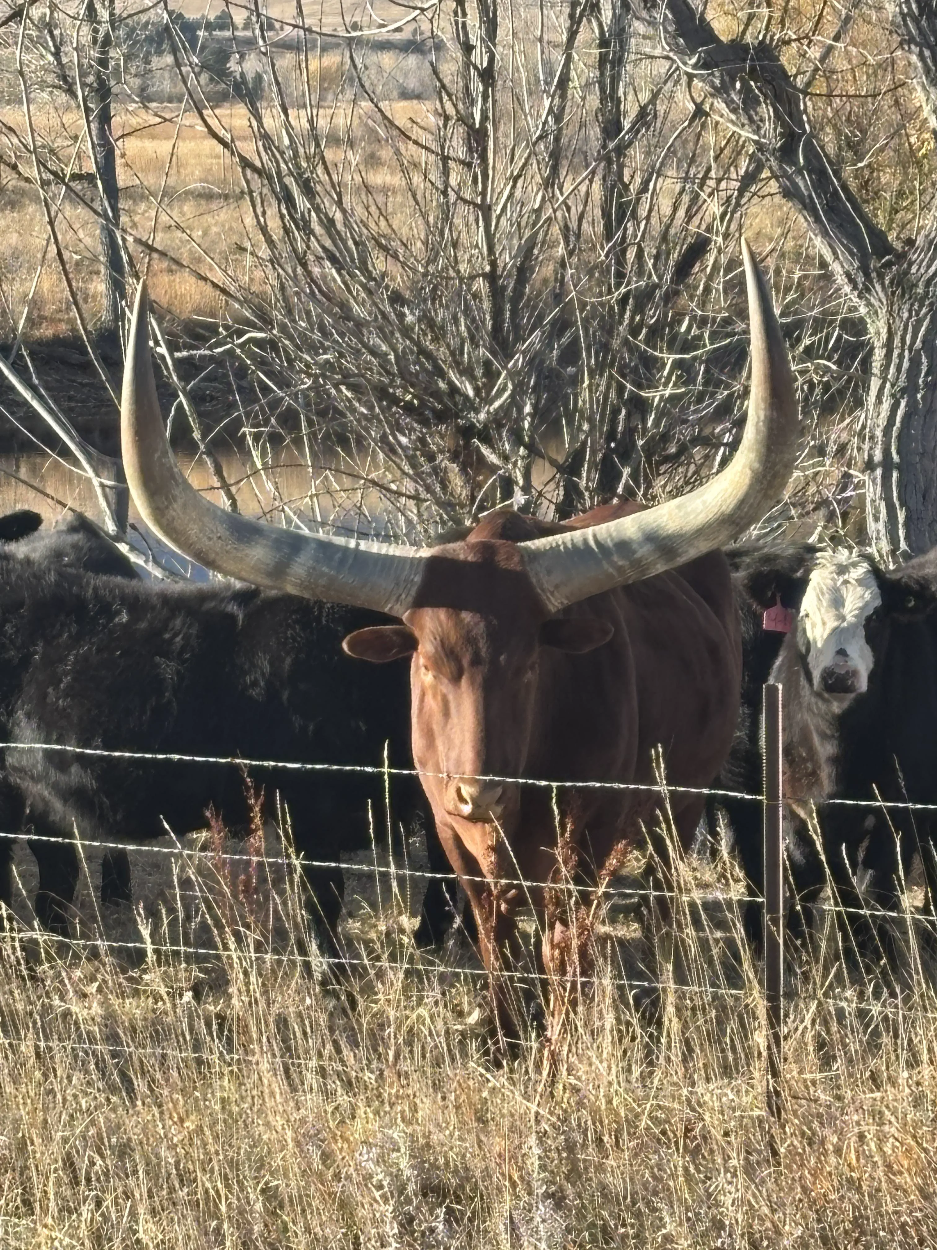 9 Unbelievably Large Oddities That Will Leave You Awestruck! đ 13 Absolute Units of horns