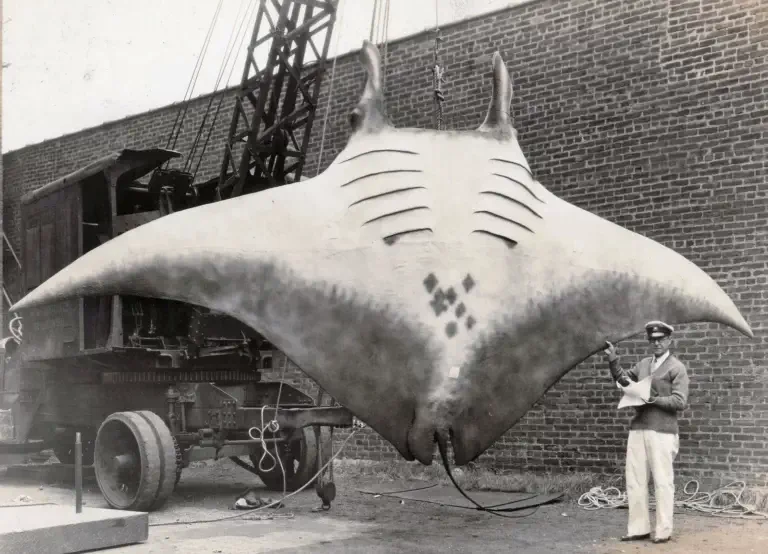 7 Remarkable Absolute Units Challenging Size Perceptions! 🦙✨ 9 Absolute Units of manta ray weighed between 5,000 and 6,000 pounds. Its wingspan stretched 20 feet 5 inches and it is not even the largest one of its species