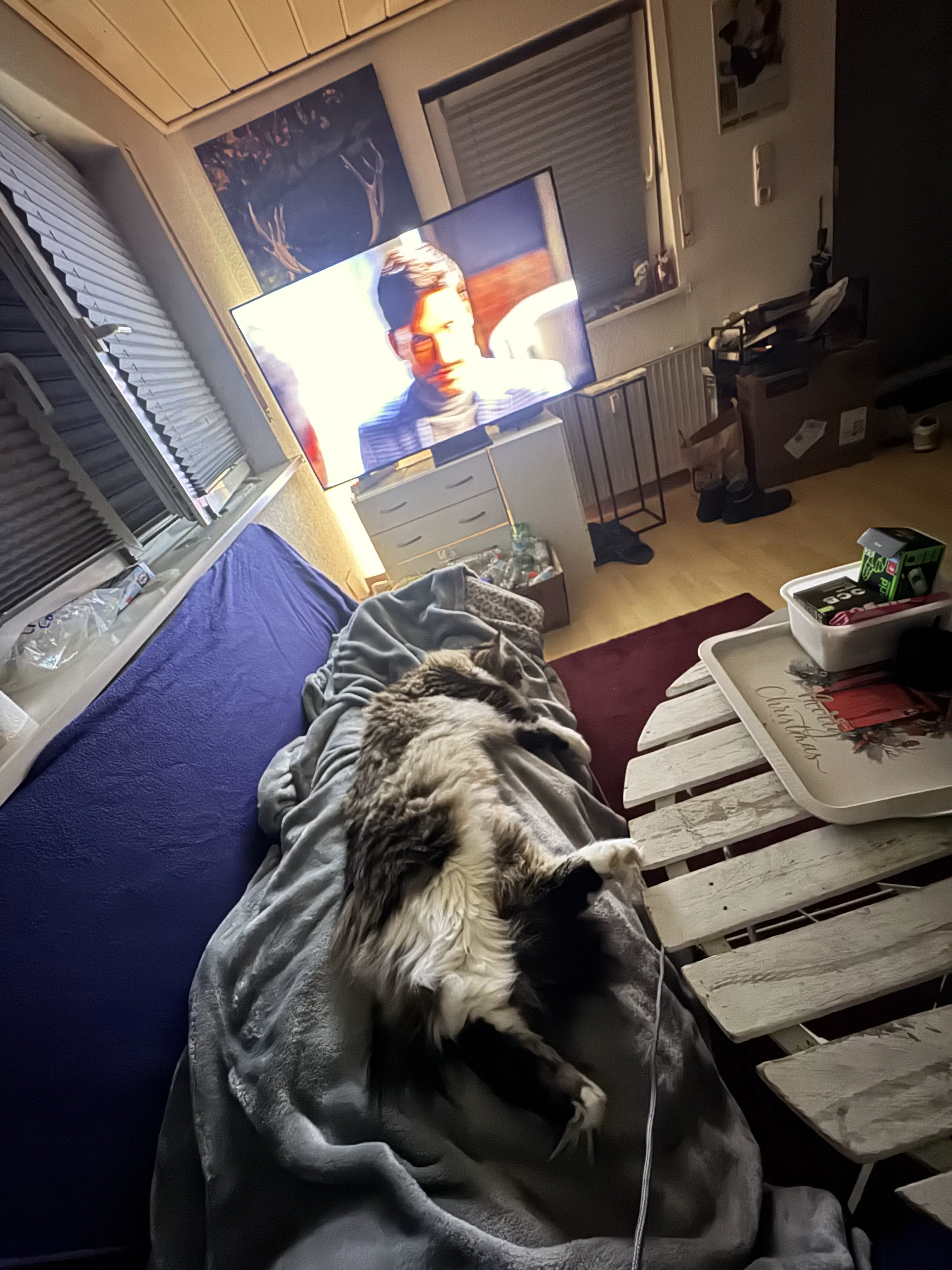 10 Outrageously Huge Oddities You Never Knew Existed! đđŸ 22 Absolute Units of my cat