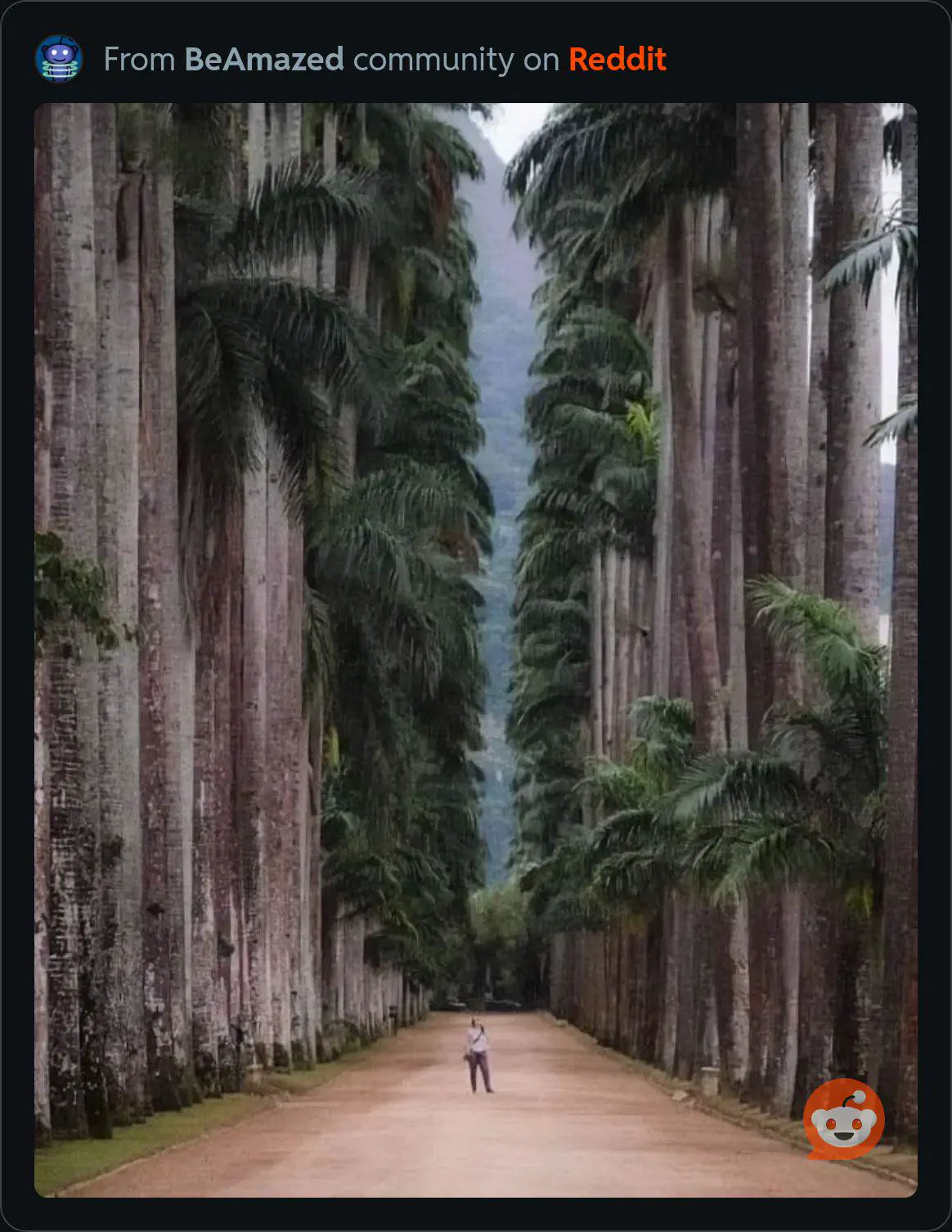 10 Unbelievable Oddities That Redefine 'Massive'! đ„đ 15 Absolute Units of trees in a botanical park