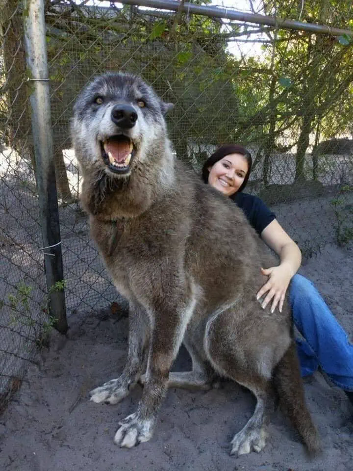 12 Breathtaking Behemoths You Didn't Know Existed! 🌍✨ 14 absolute units a bad dog owner dumped this wolfdog at a kill shelter when he got too big and to